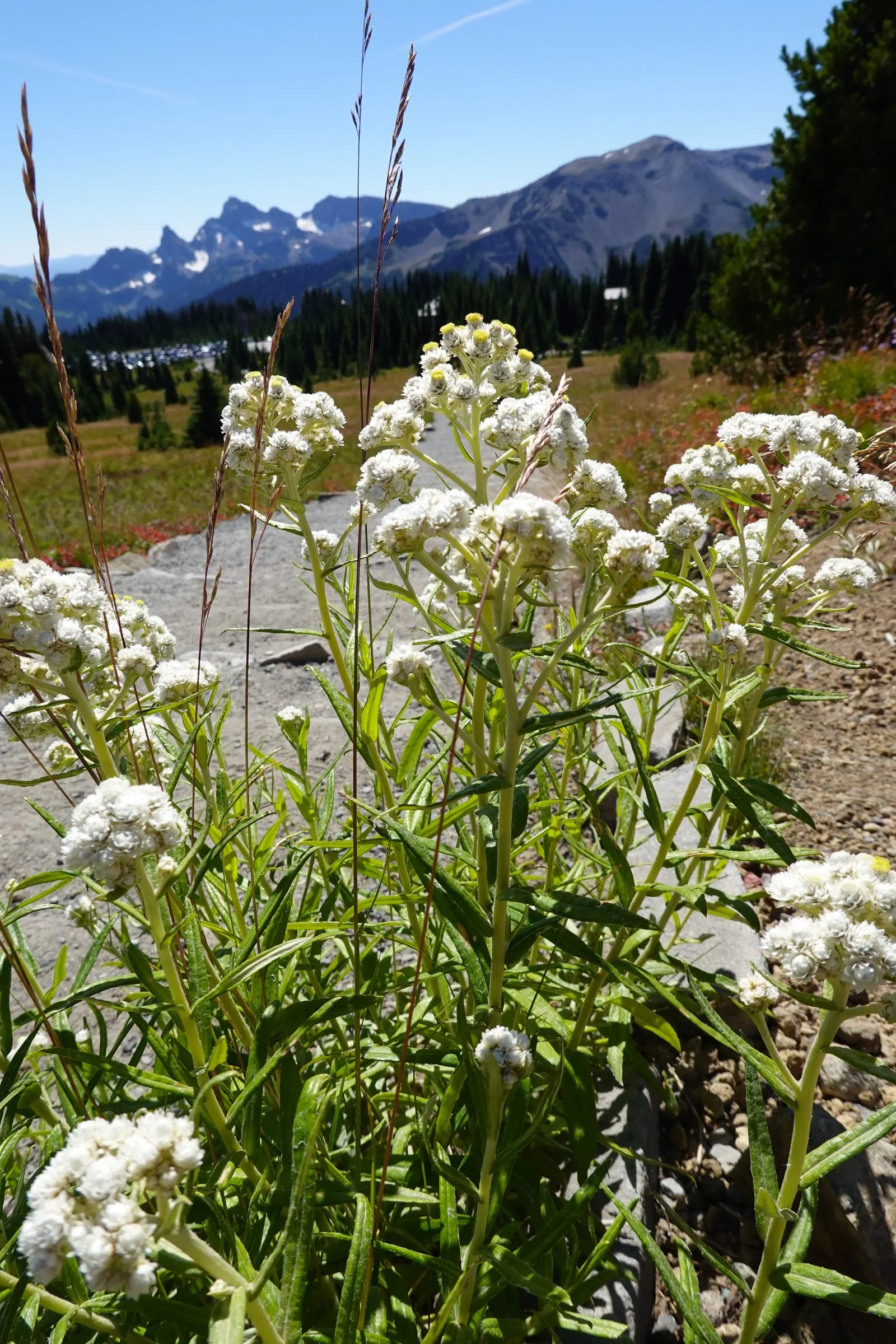 Western Pearly Everlasting (Anaphalis Margaritacea) — pearl-like blooms from midsummer to fall; it thrives in USDA hardiness zones 3 through 8, image 106
