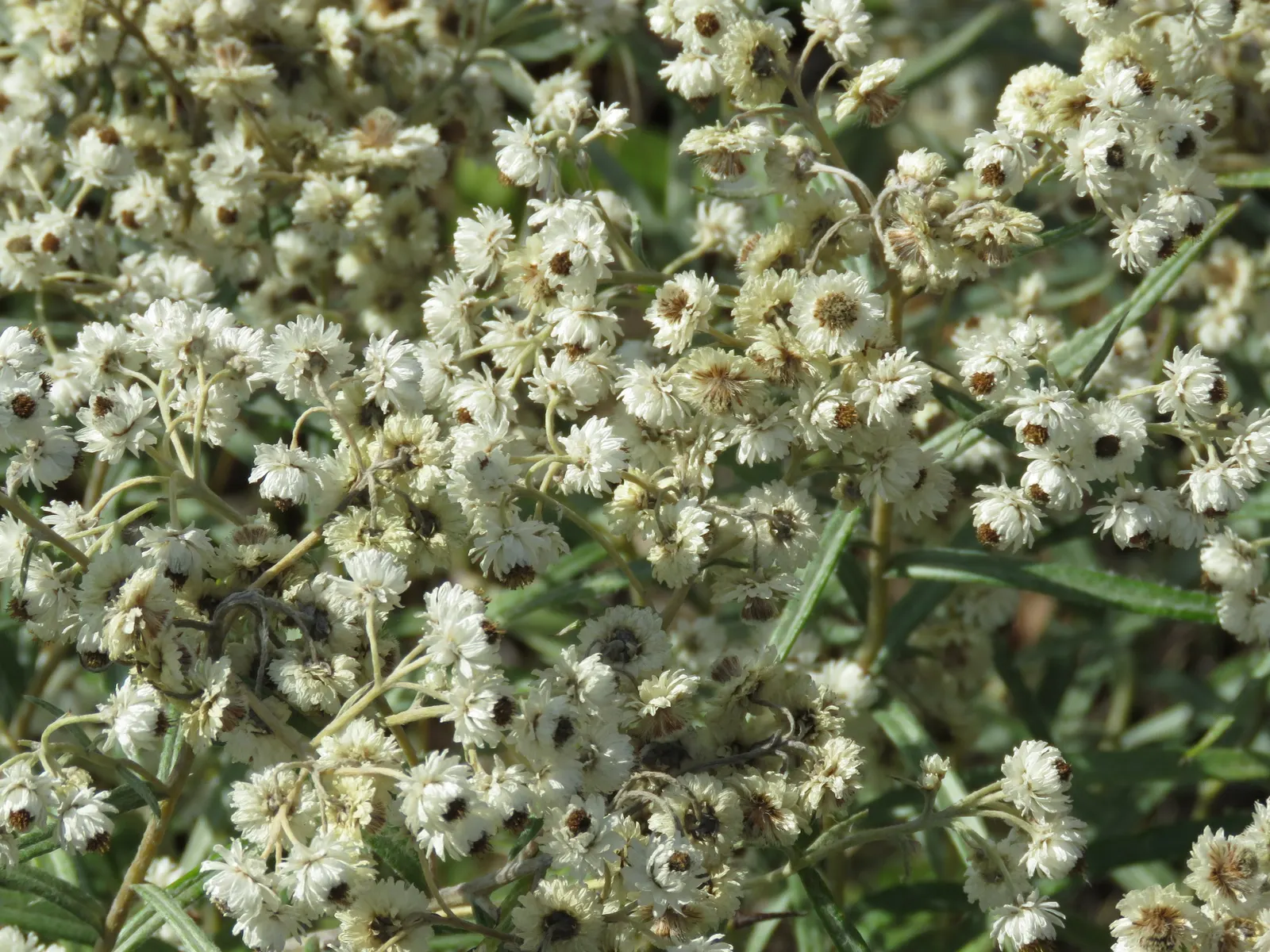 Western Pearly Everlasting (Anaphalis Margaritacea) — each encased in pearly white bracts that persist; ideal for borders, rock gardens, and, image 68