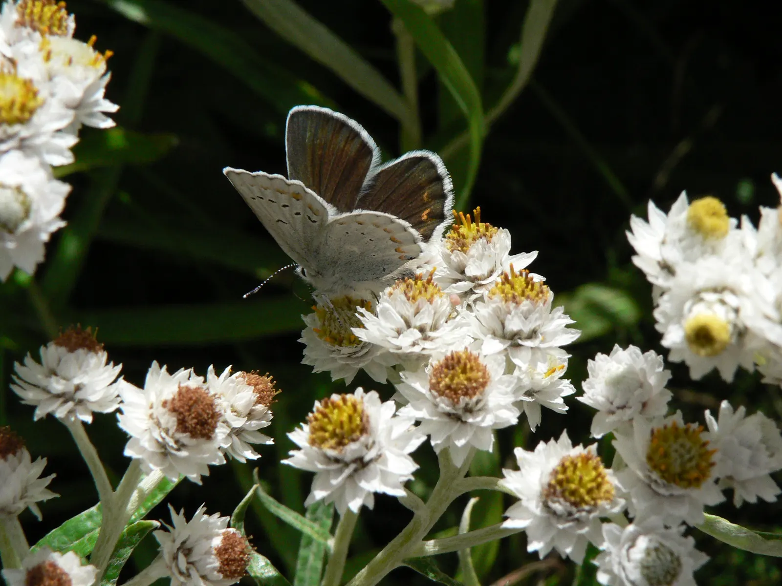 Western Pearly Everlasting (Anaphalis Margaritacea) — is a perennial with silvery foliage; preferring full sun and well-drained soil, it's, image 79