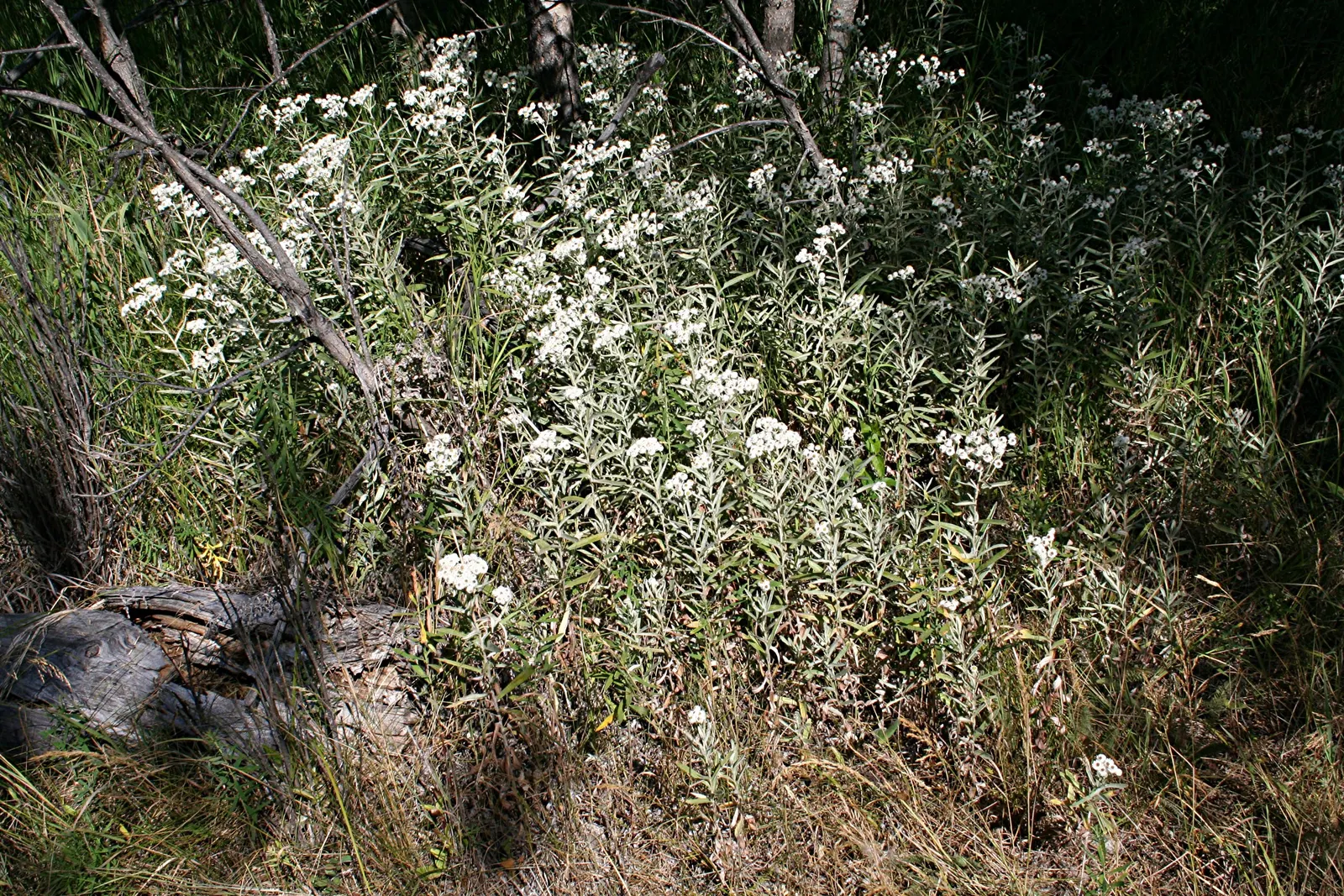 Western Pearly Everlasting (Anaphalis Margaritacea) — It thrives in USDA hardiness zones 3 through 8; as the blooms maintain their shape and color when dried