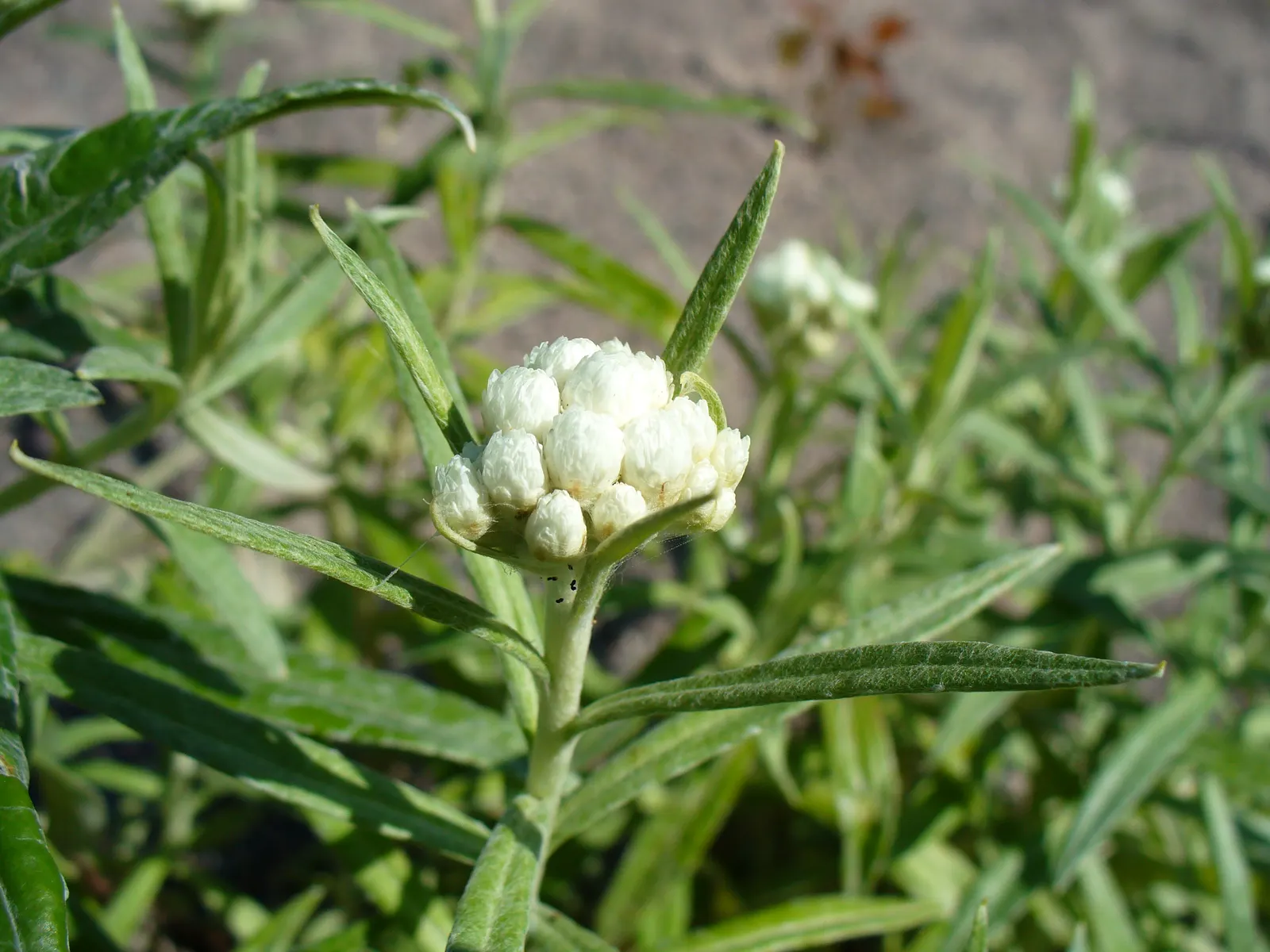 Western Pearly Everlasting (Anaphalis Margaritacea) — atop stems reaching 1‚Äì3 feet tall and 1‚Äì2 feet wide; it's an excellent choice for borders