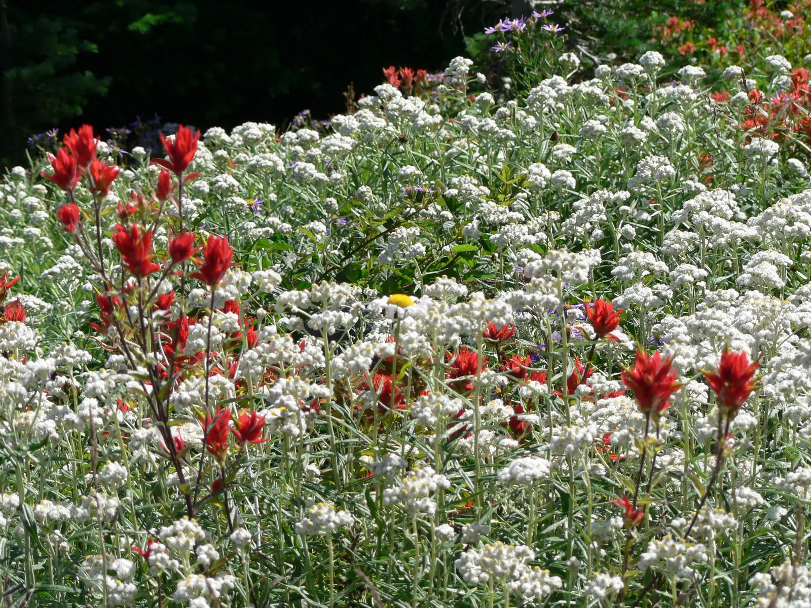 Western Pearly Everlasting (Anaphalis Margaritacea) — with a spread equally as wide; growing to heights between 1 and 3 feet