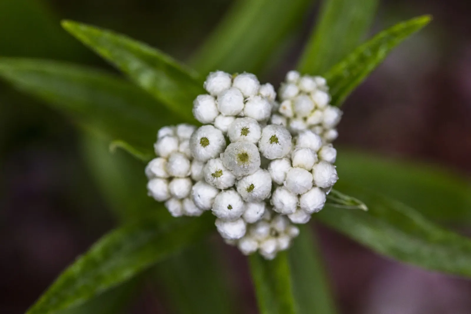 Western Pearly Everlasting (Anaphalis Margaritacea) — each encased in pearly white bracts that persist; ideal for borders, rock gardens, and, image 94