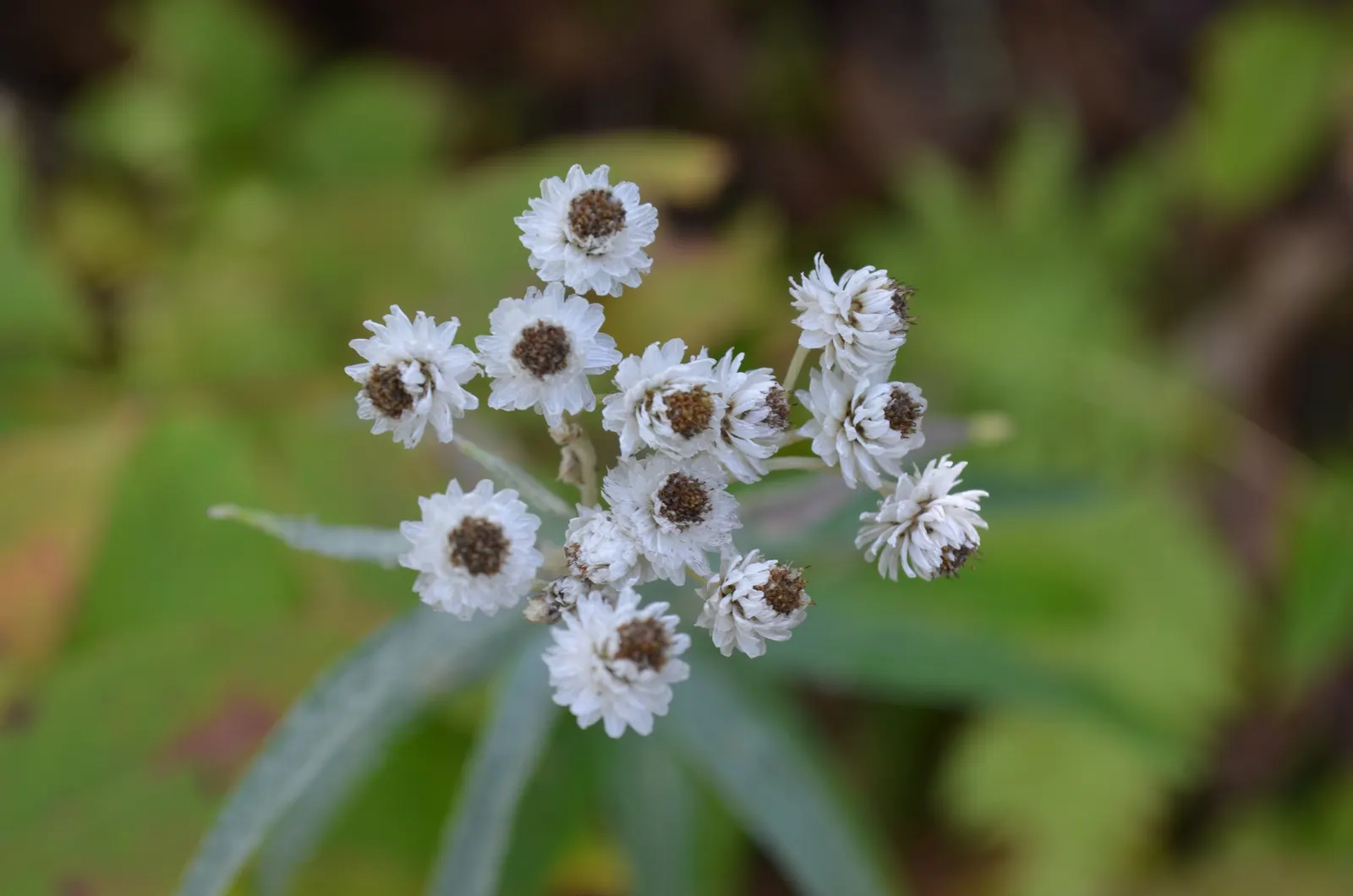 Western Pearly Everlasting (Anaphalis Margaritacea) — Growing to heights between 1 and 3 feet; is a perennial with silvery foliage, image 112