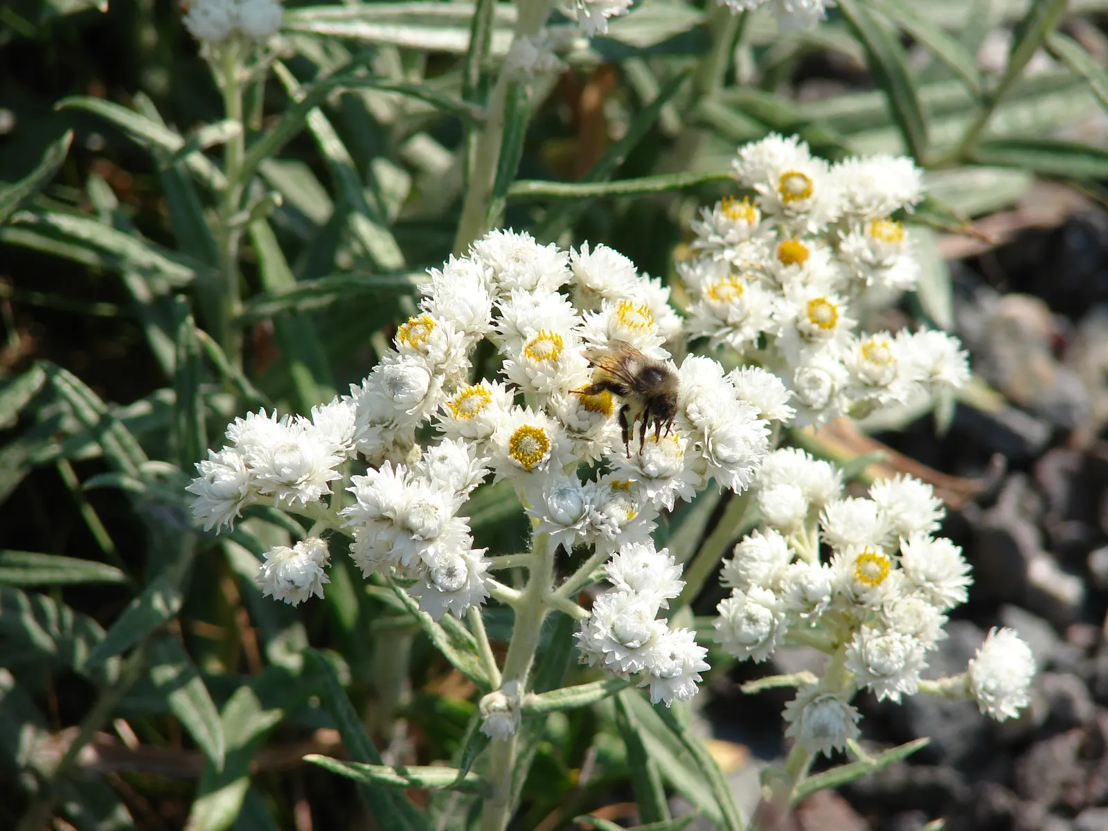 Western Pearly Everlasting (Anaphalis Margaritacea) — atop stems reaching 1‚Äì3 feet tall and 1‚Äì2 feet wide; it's an excellent choice for borders, image 55