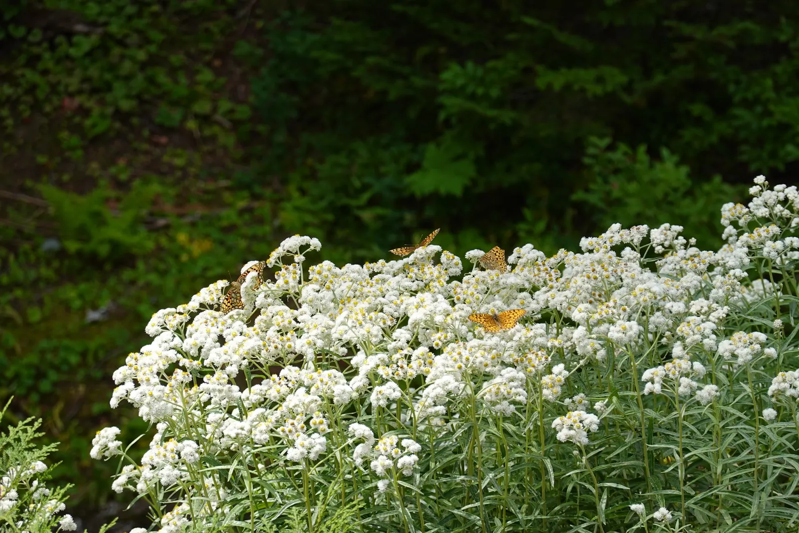 Western Pearly Everlasting (Anaphalis Margaritacea) — Ideal for borders, rock gardens, and naturalized areas, it offers lasting appeal in bouquets