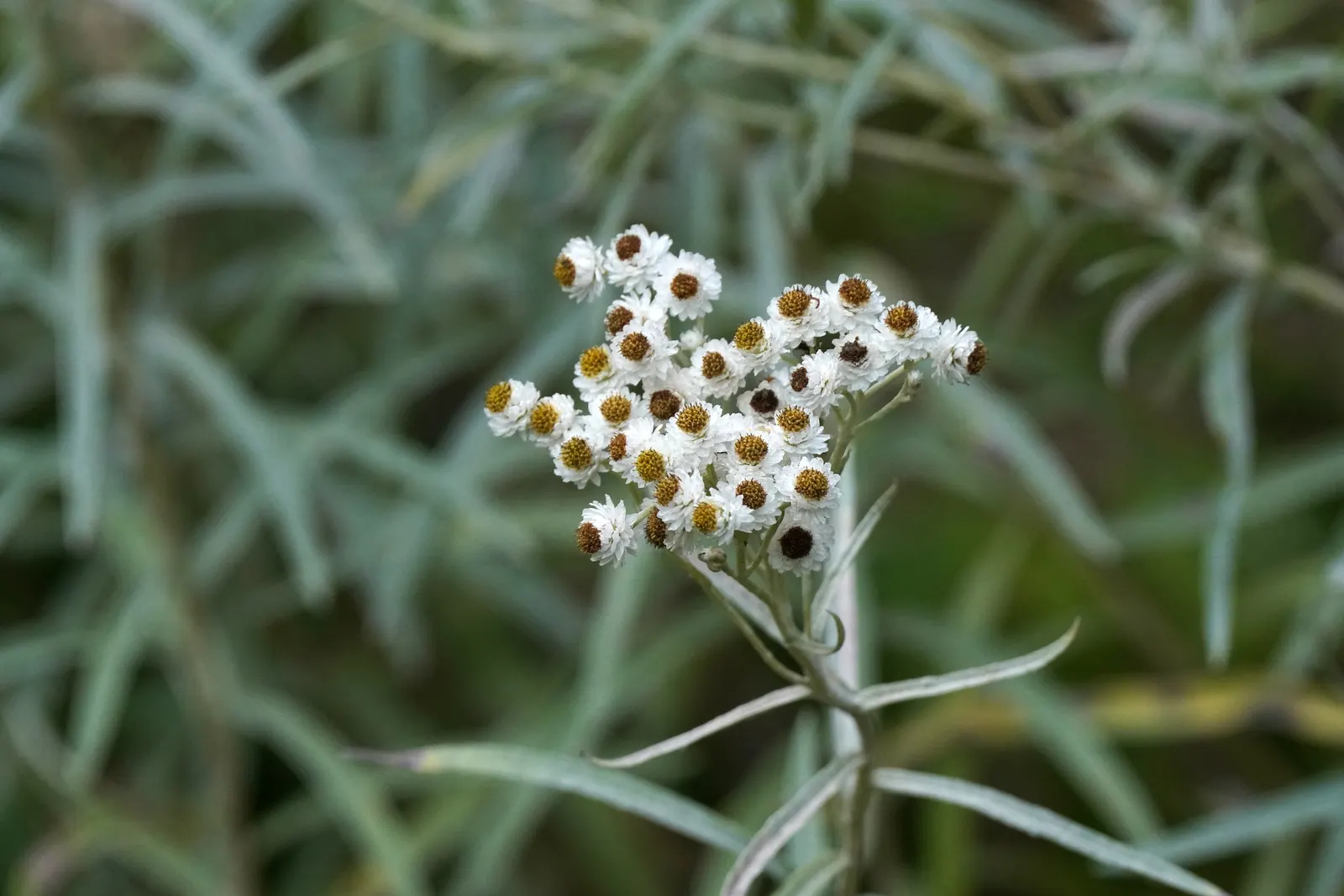 Western Pearly Everlasting (Anaphalis Margaritacea) — this hardy North American native adds a unique texture and aesthetic with its clumps of lance-shaped