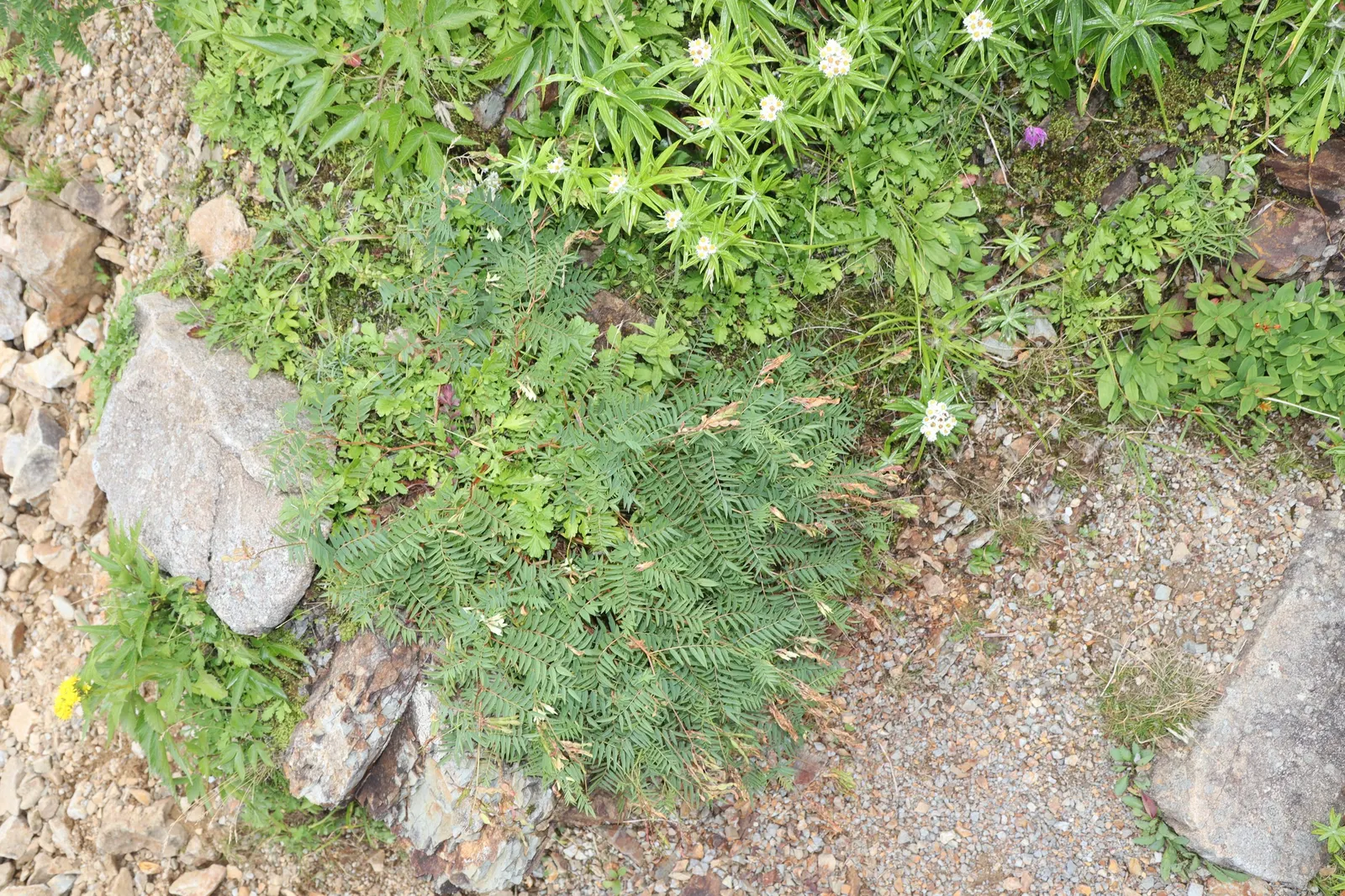 Western Pearly Everlasting (Anaphalis Margaritacea) — attracting butterflies and serving as an important nectar source; perennial for full or half, image 71