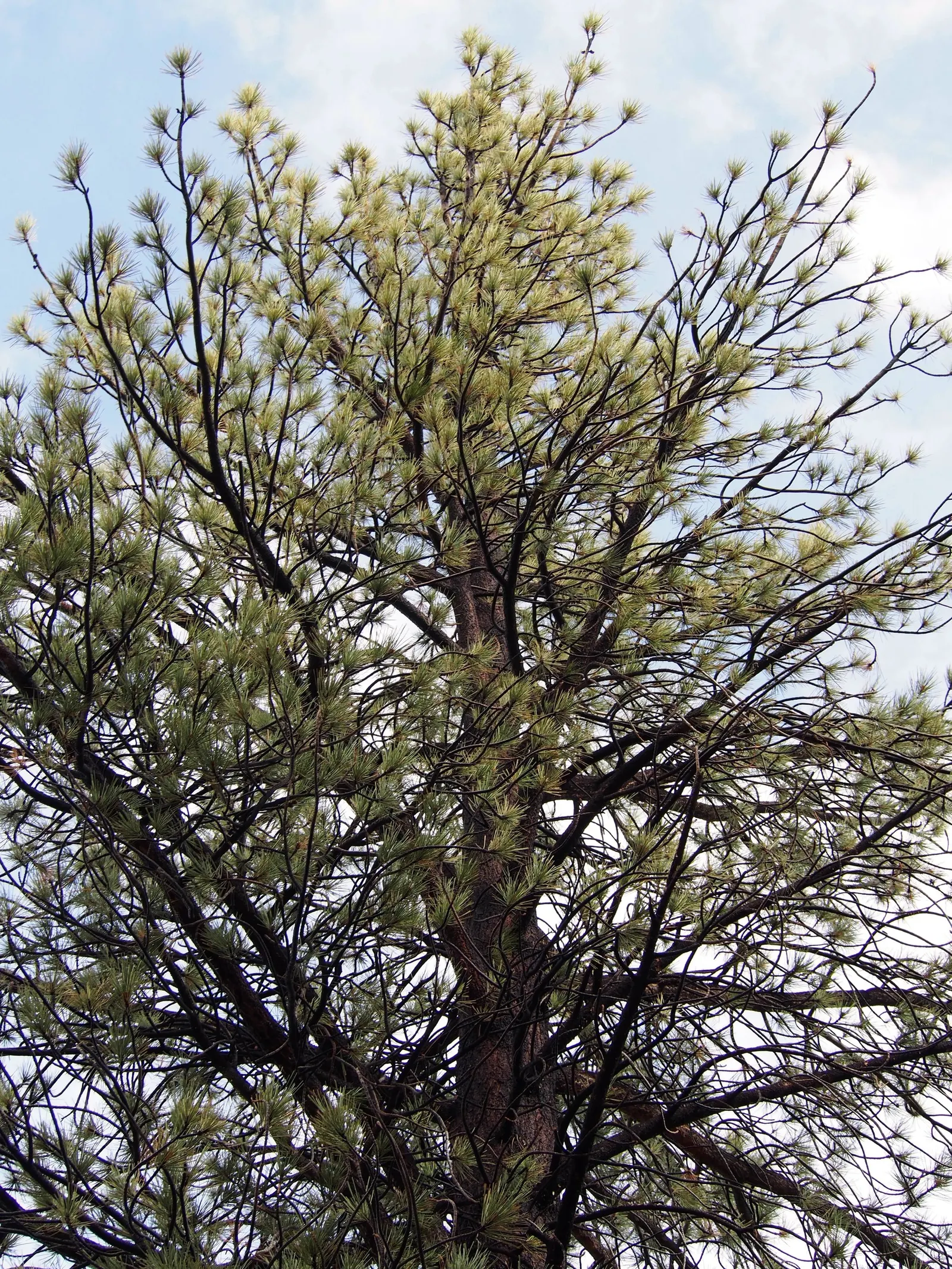 Jeffrey Pine (Pinus Jeffreyii) — the Jeffrey Pine thrives in USDA hardiness zones 5 through 8
