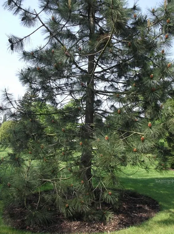 Jeffrey Pine (Pinus Jeffreyii) — making it an excellent choice for regions prone to drought and wildfires