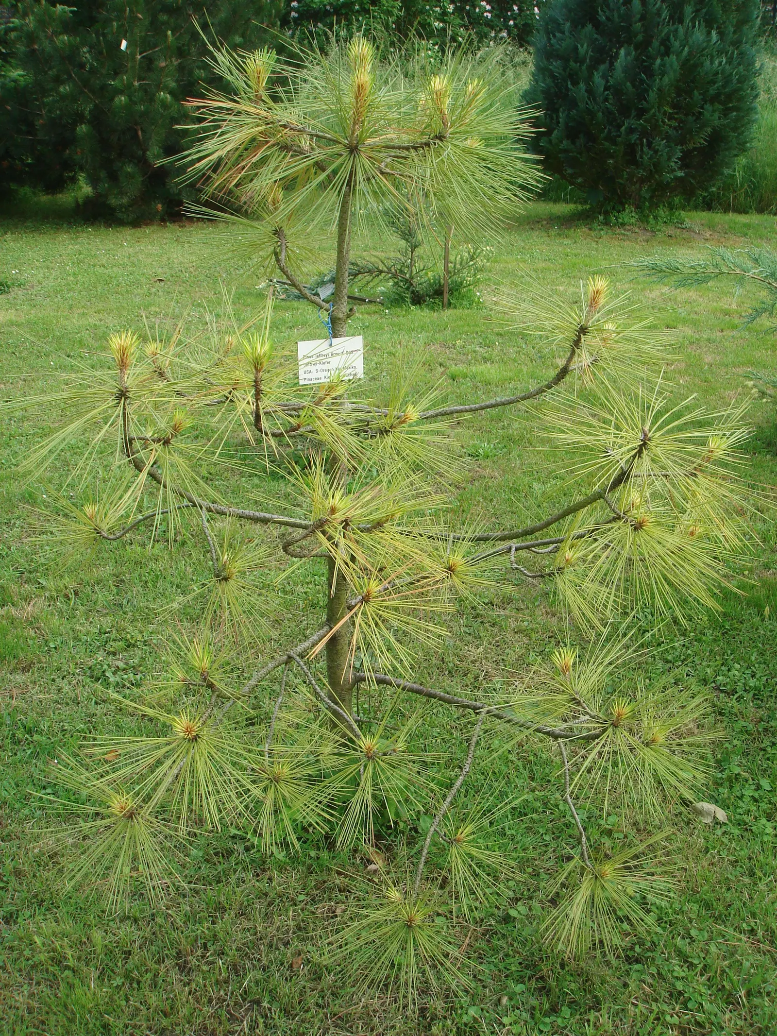 Jeffrey Pine (Pinus Jeffreyii) — Its thick, ridged bark and large, conical form provide striking year-round interest and a robust, rustic charm