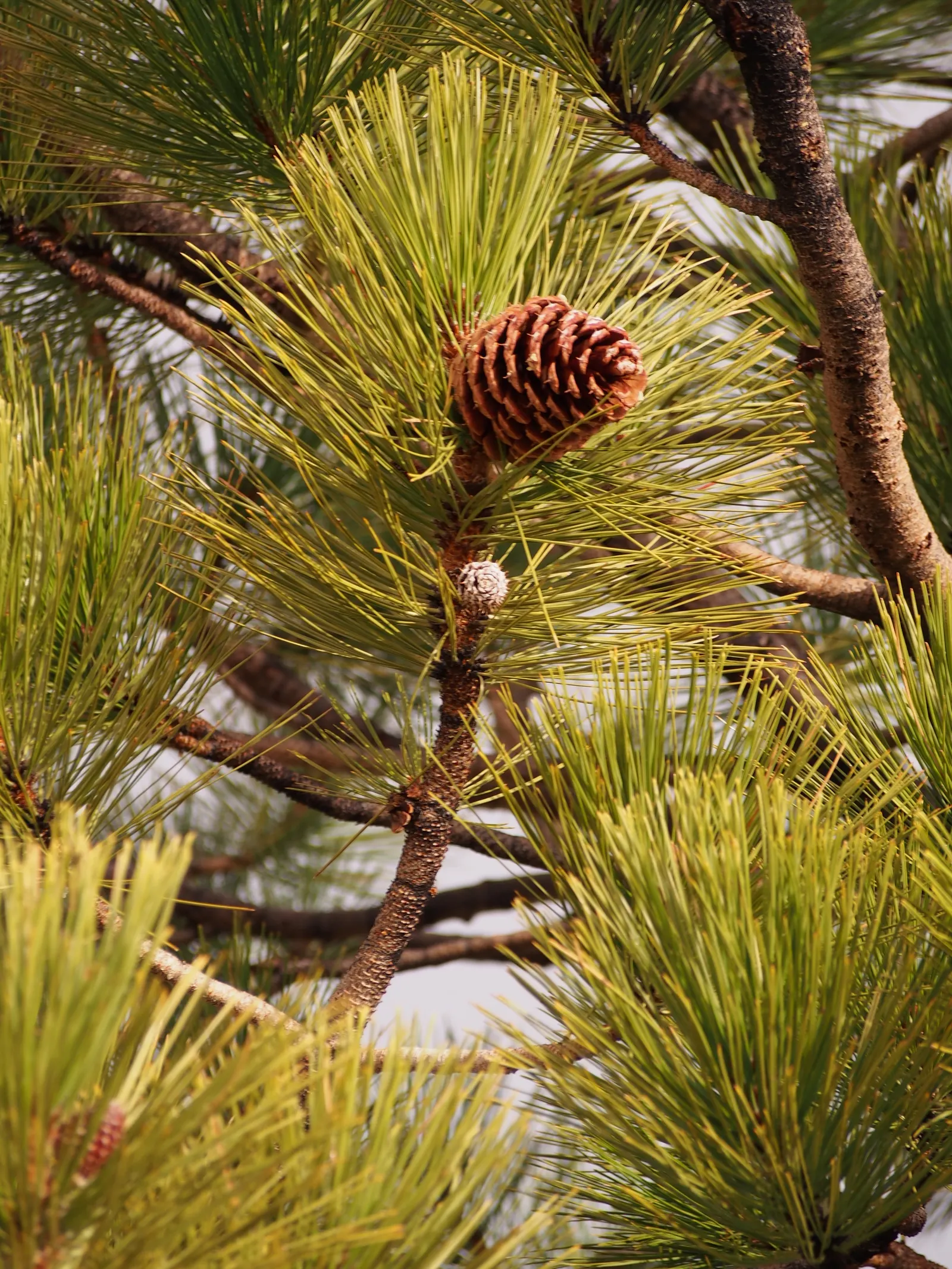 Jeffrey Pine (Pinus Jeffreyii) — imparts a striking presence in any landscape with its majestic form and stout structure