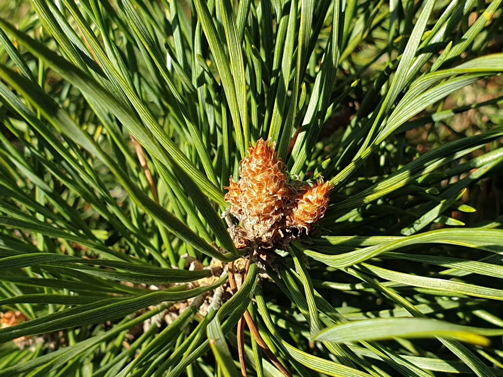 Jeffrey Pine (Pinus Jeffreyii) — Its year-round needle display provides persistent greenery