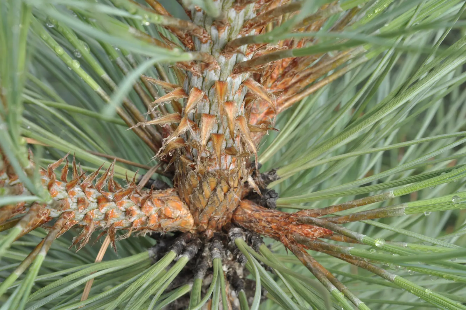 Jeffrey Pine (Pinus Jeffreyii) — reaching heights of 120-180 ft with a trunk diameter of 4-6 ft