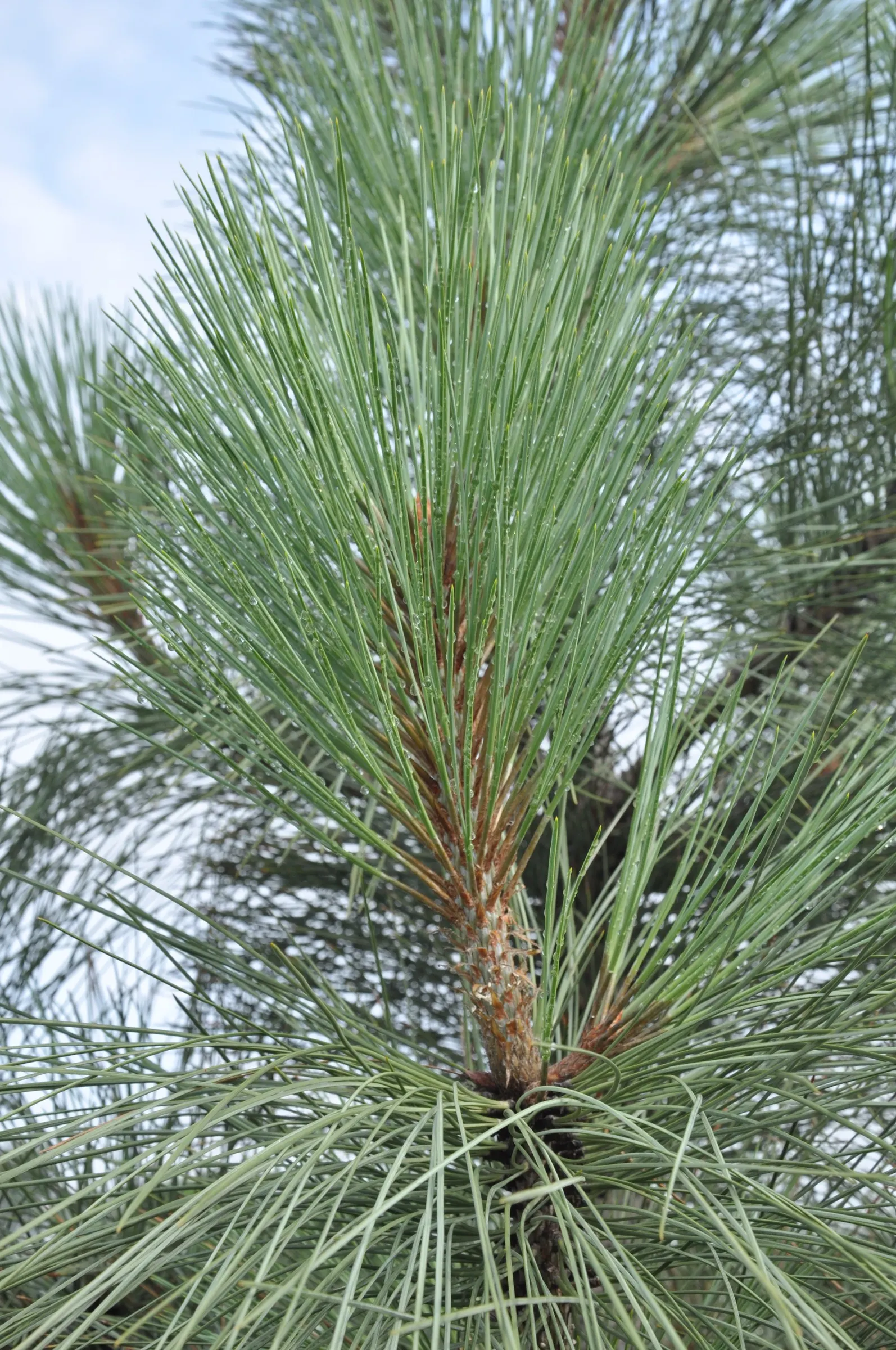 Jeffrey Pine (Pinus Jeffreyii) — Hardy in zones 5-8, it thrives in well-drained soils and full sun, making it ideal for spacious landscapes