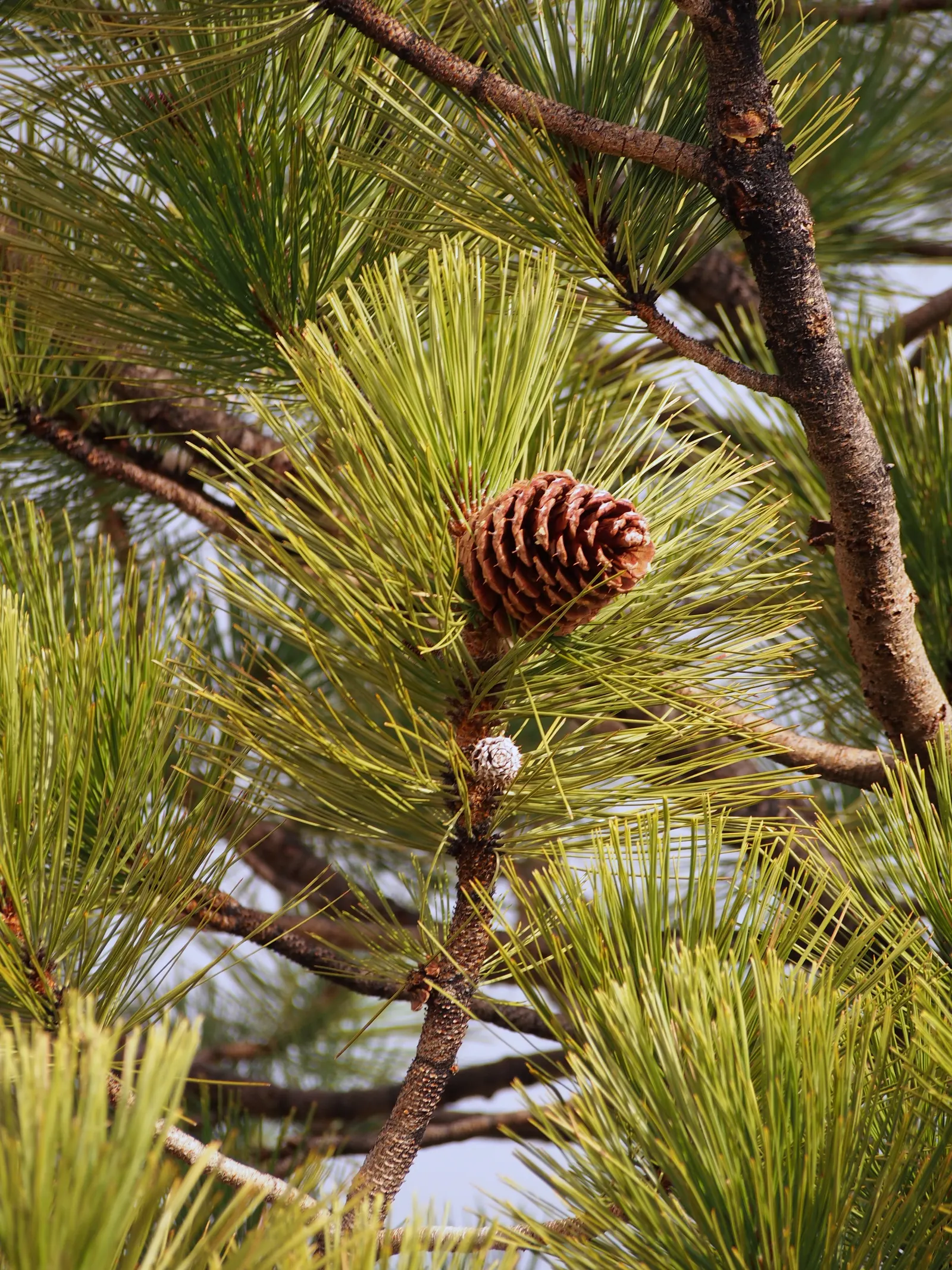 Jeffrey Pine (Pinus Jeffreyii) — Its long, bluish-green needles, grouped in threes, exude a pleasant pineapple-like scent