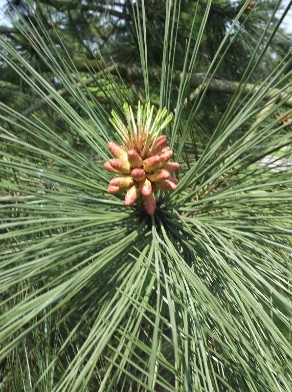 Jeffrey Pine (Pinus Jeffreyii) — with a trunk diameter that can span 3 to 6 feet