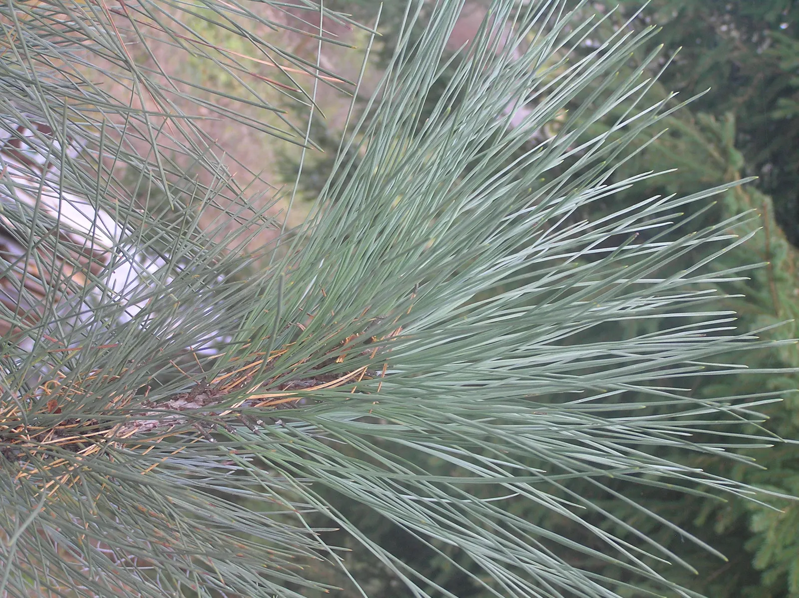 Jeffrey Pine (Pinus Jeffreyii) — highlight its fire-resistant qualities and low water requirements after establishment
