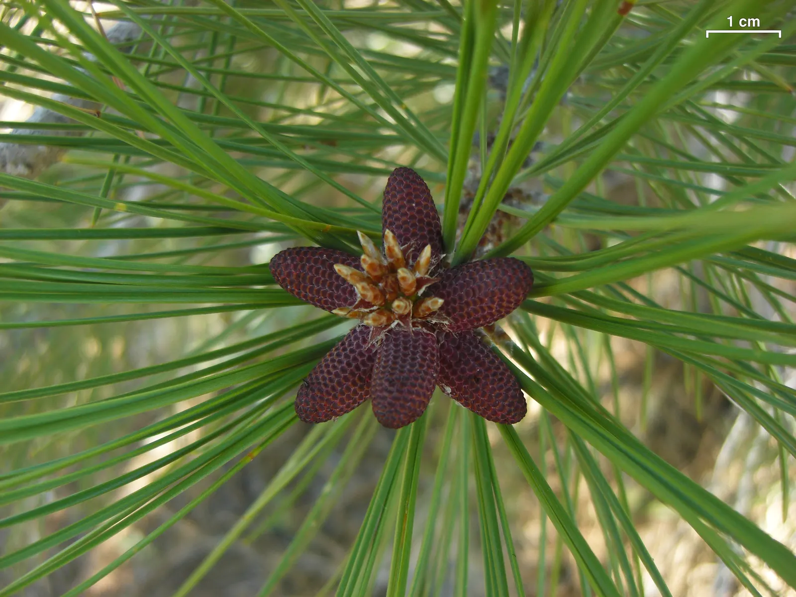 Jeffrey Pine (Pinus Jeffreyii) — reaching heights of 120-180 ft with a trunk diameter of 4-6 ft; particularly in California