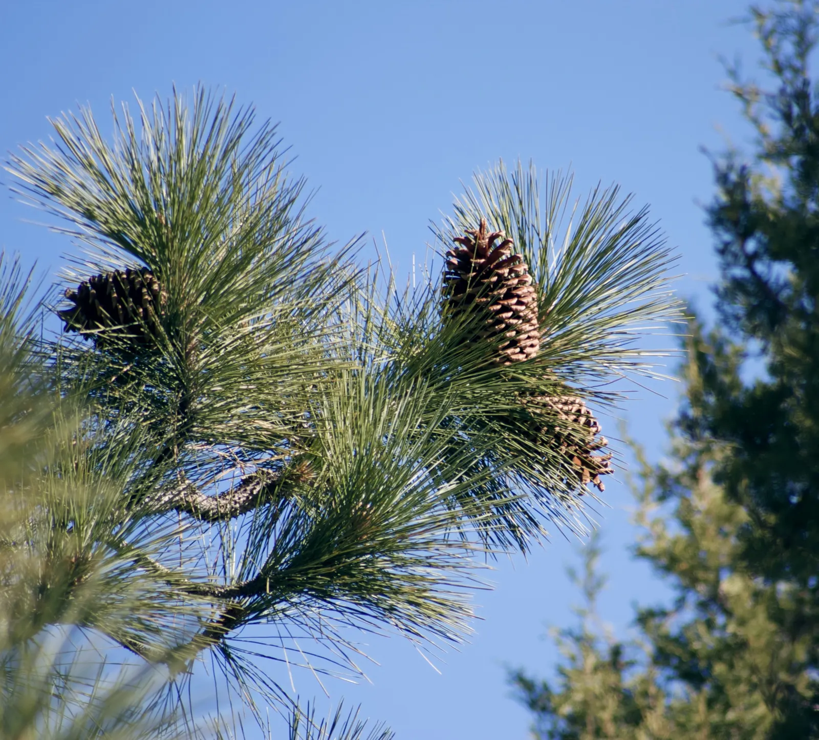 Jeffrey Pine (Pinus Jeffreyii) — particularly in California