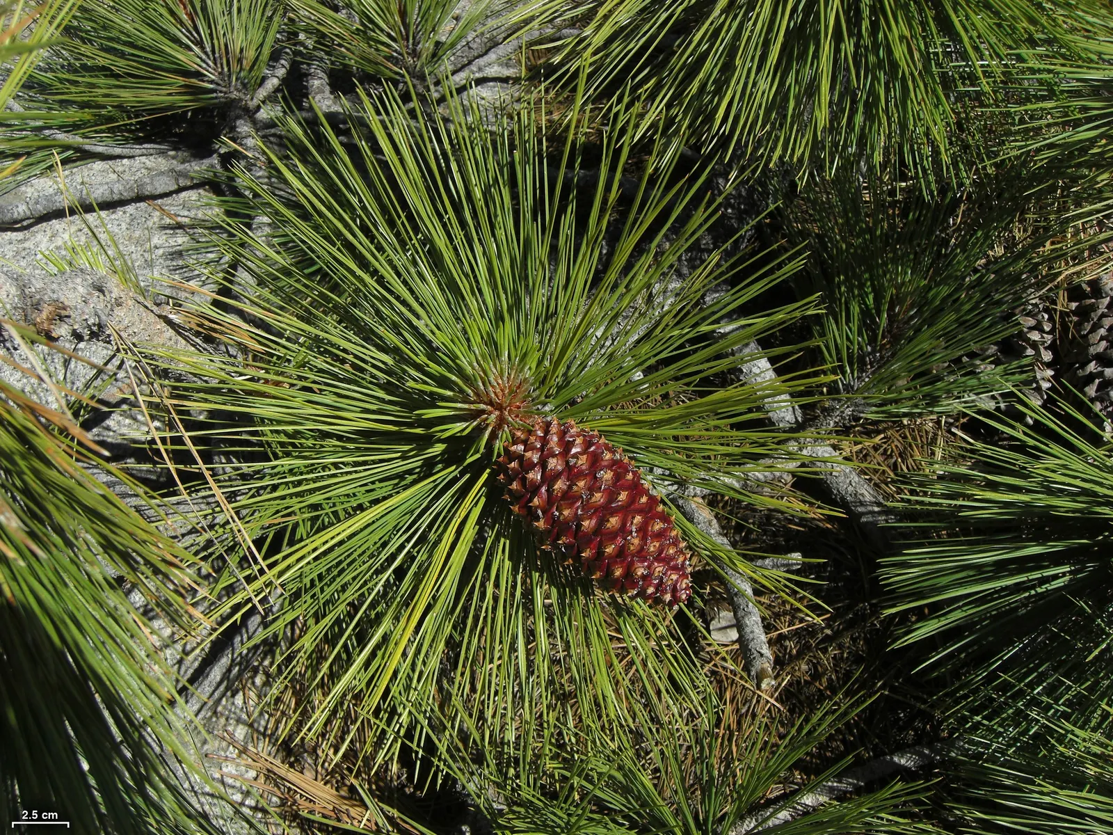 Jeffrey Pine (Pinus Jeffreyii) — contributing to a landscape that retains its allure across the seasons
