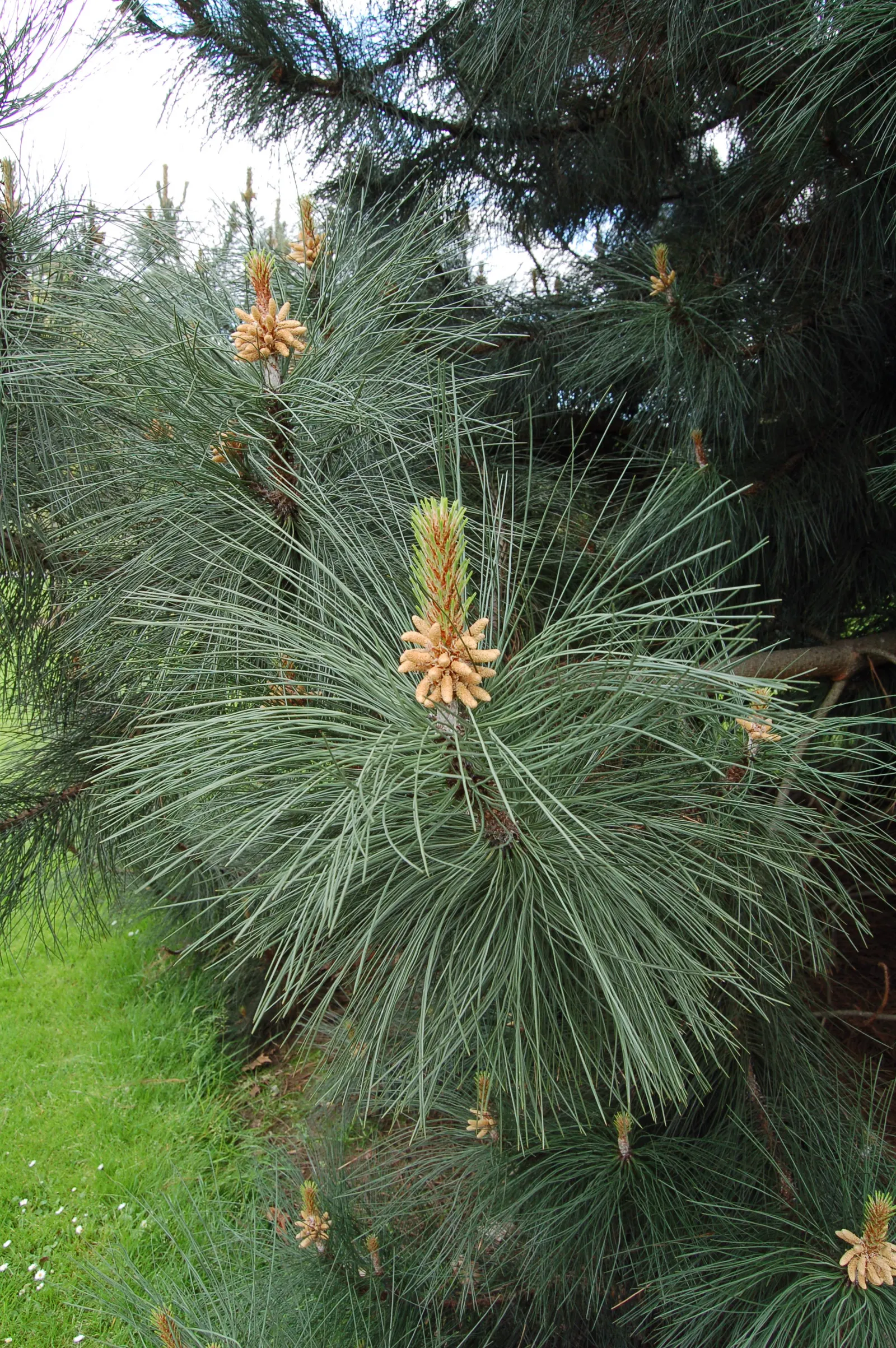 Jeffrey Pine (Pinus Jeffreyii) — scientifically known as Pinus jeffreyii