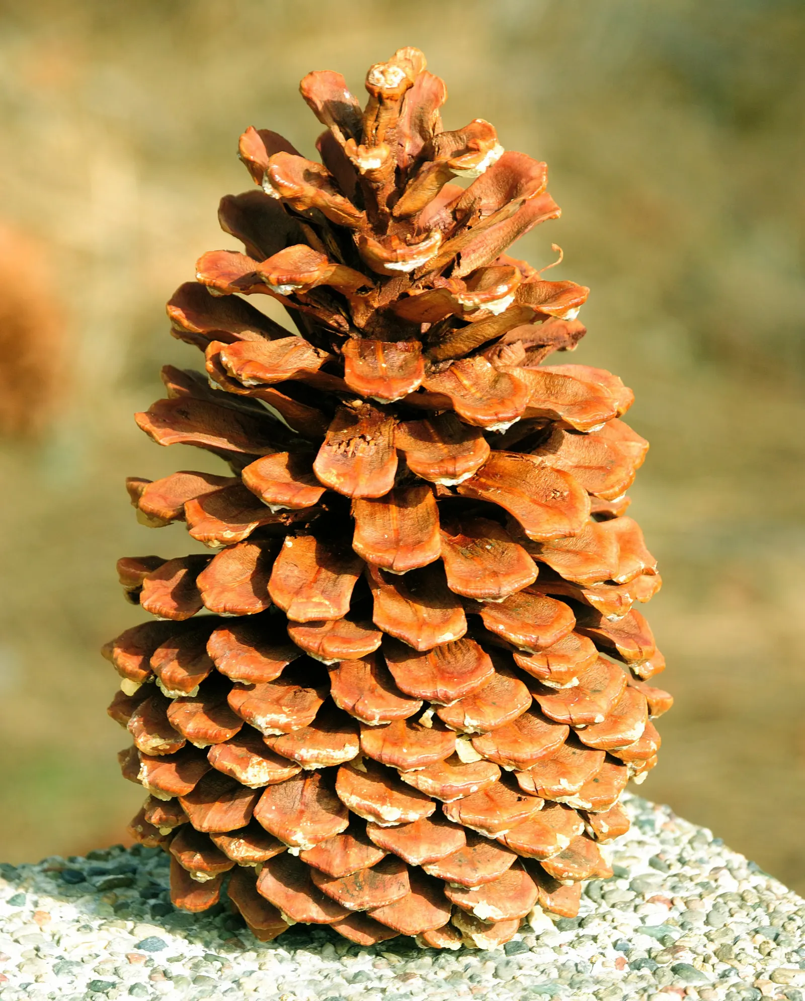 Jeffrey Pine (Pinus Jeffreyii) — this conifer exudes grandeur and stability