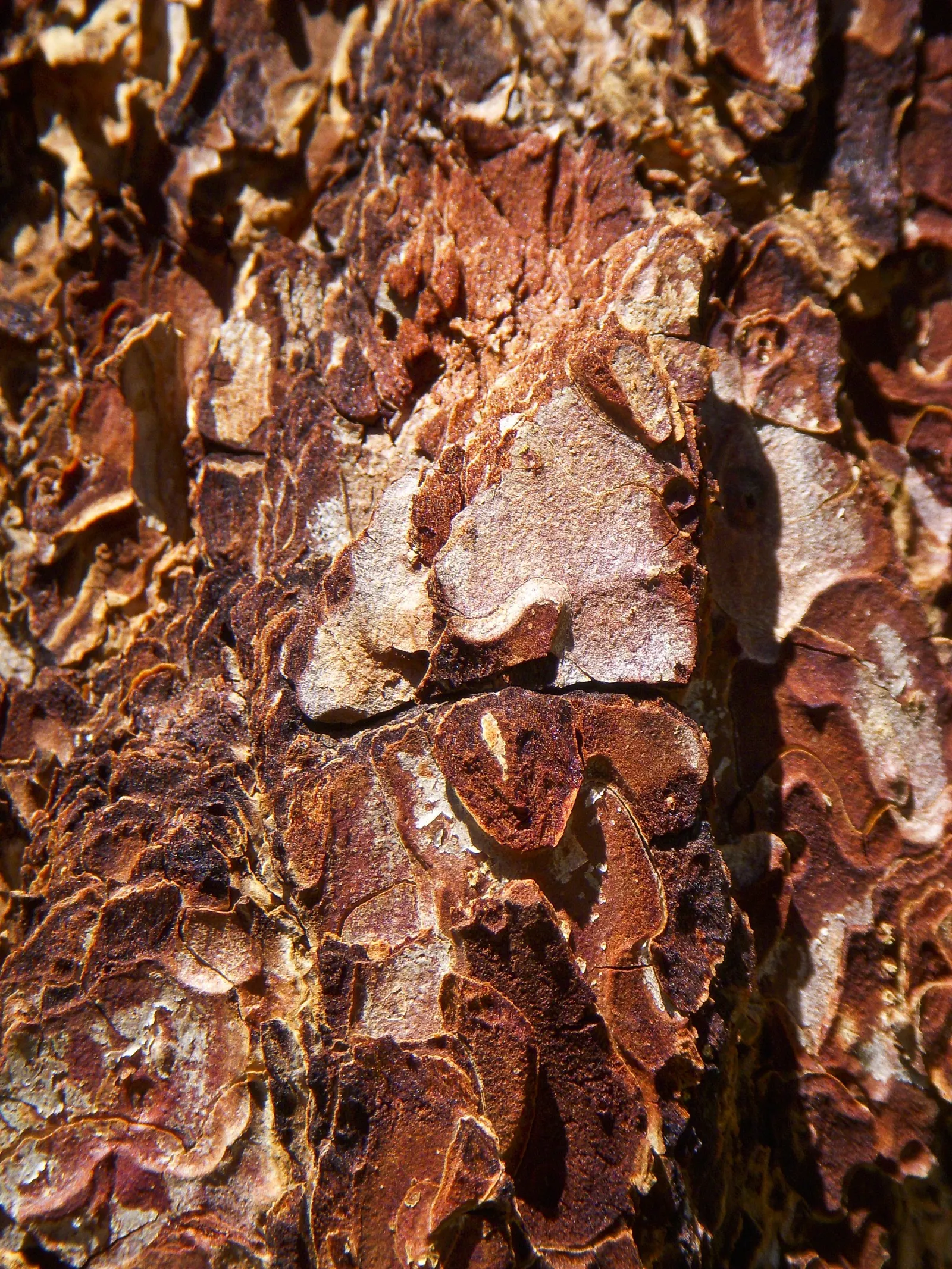 Jeffrey Pine (Pinus Jeffreyii) — The Jeffrey Pine (Pinus jeffreyii) stands as an imposing conifer; hardy in zones 5-8, it thrives in well-drained soils and