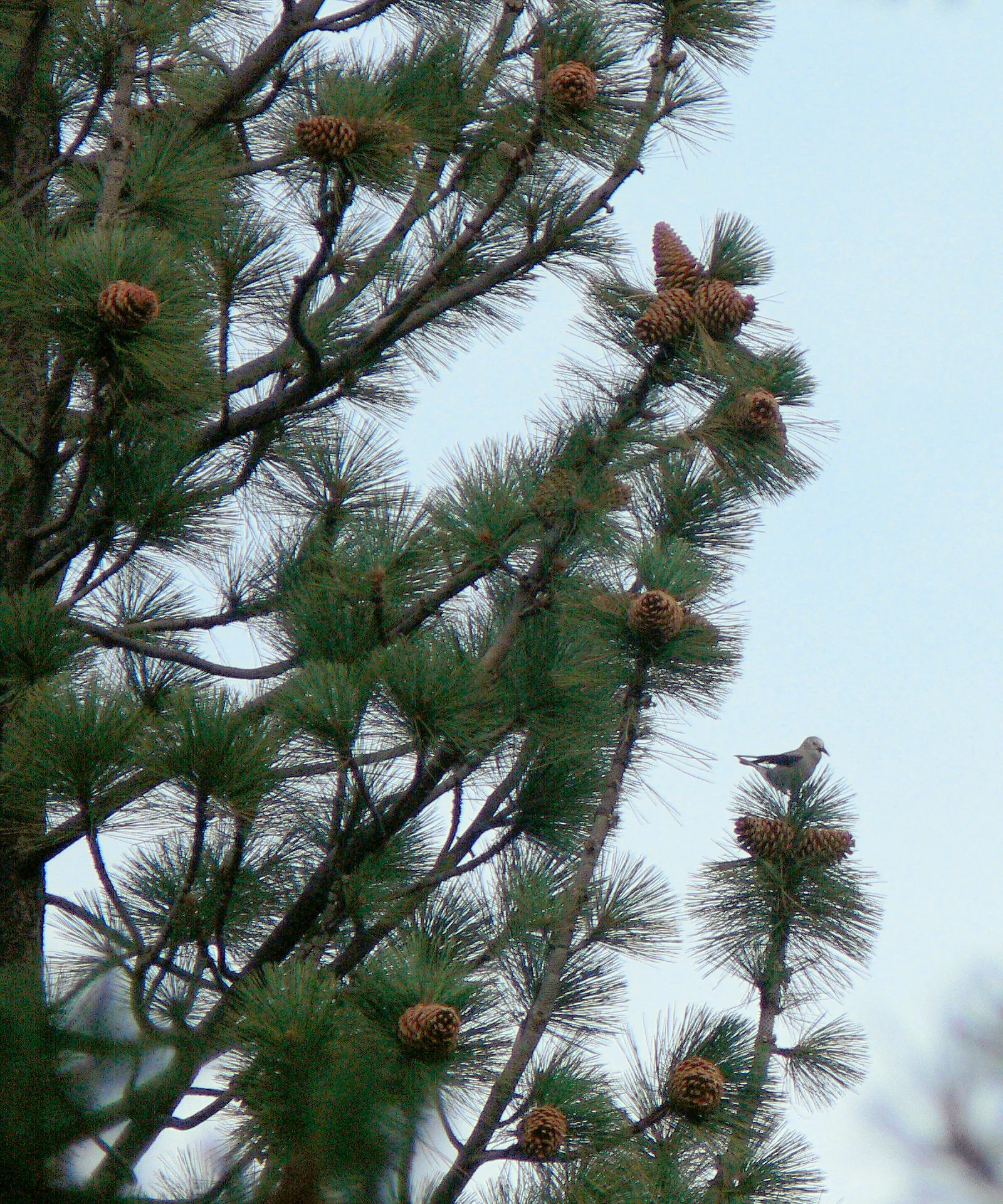 Jeffrey Pine (Pinus Jeffreyii) — conifer / tree for full