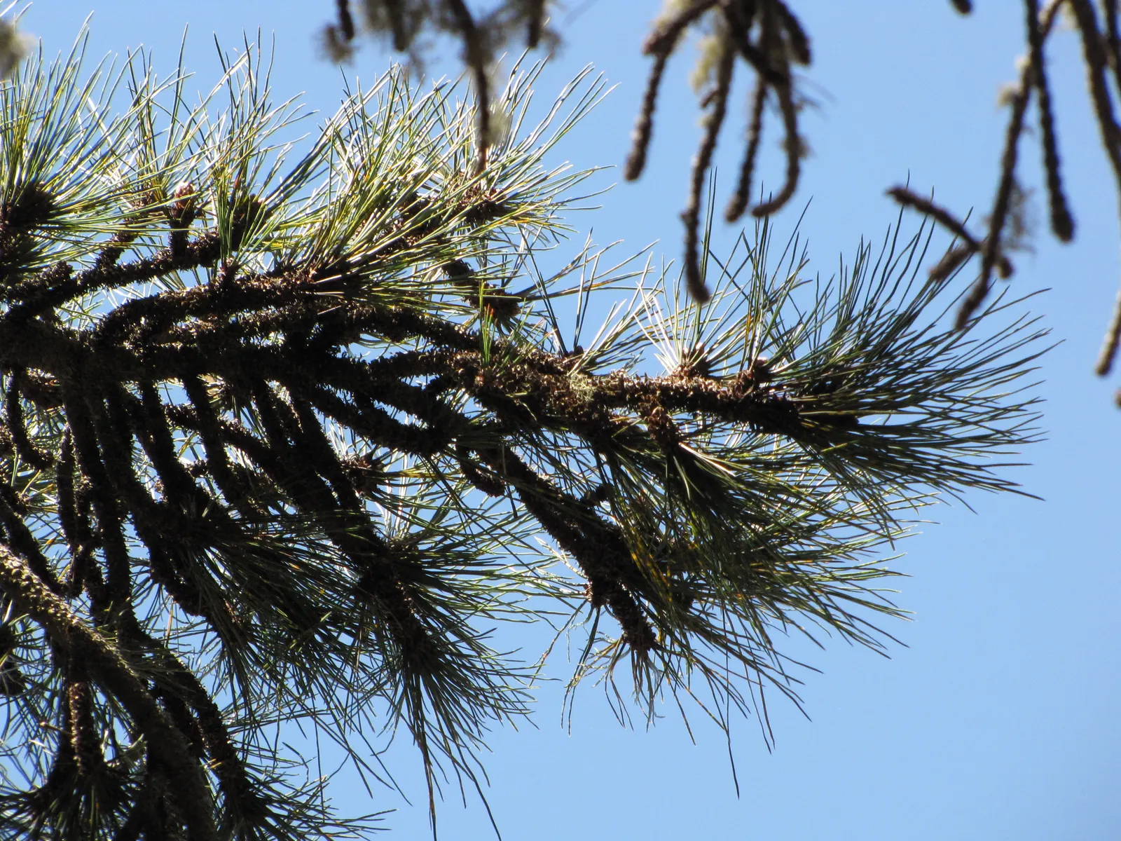 Jeffrey Pine (Pinus Jeffreyii) — The Jeffrey Pine (Pinus jeffreyii) stands as an imposing conifer