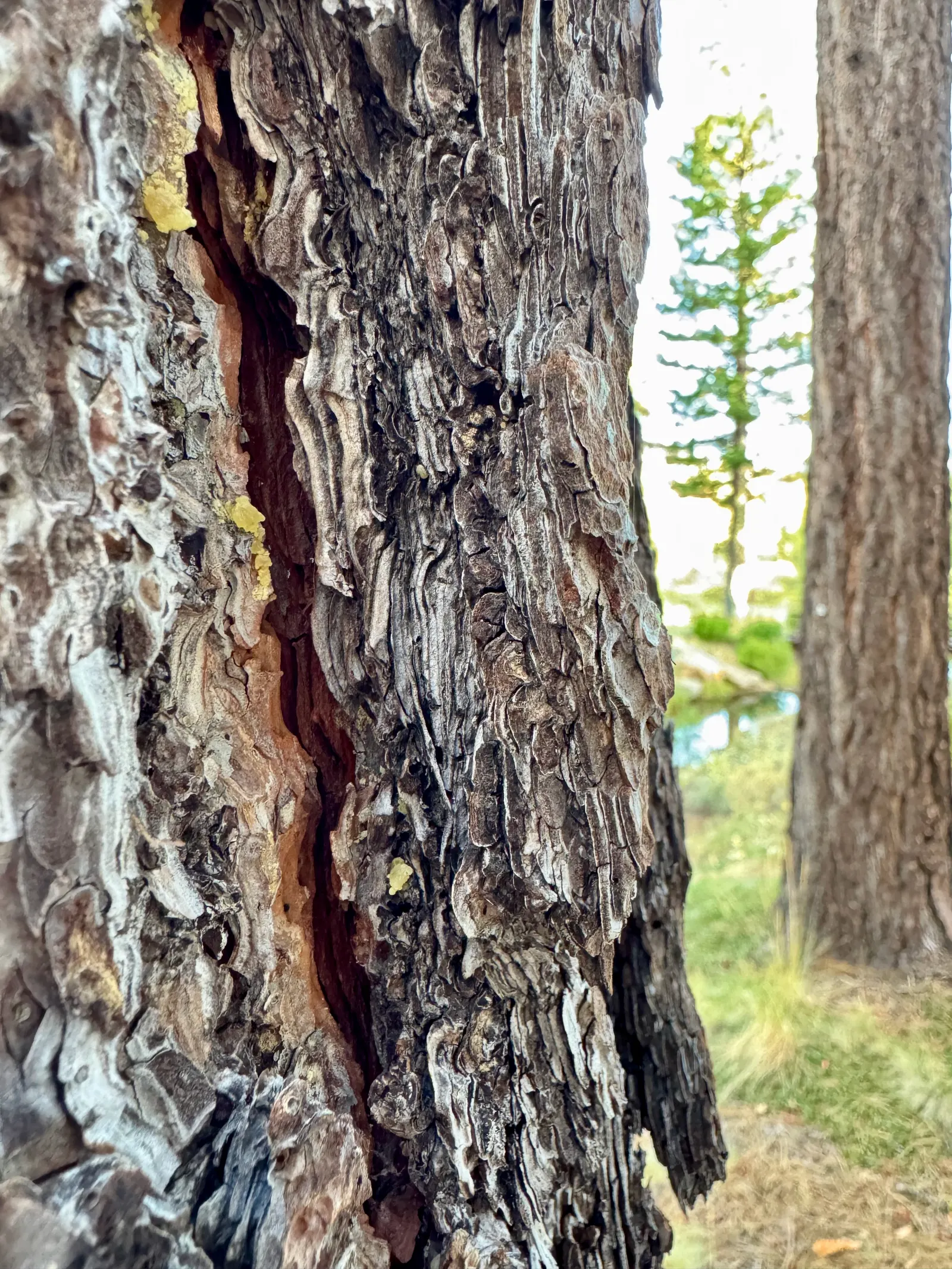 Jeffrey Pine (Pinus Jeffreyii) — which grow from 5 to 9 inches in length