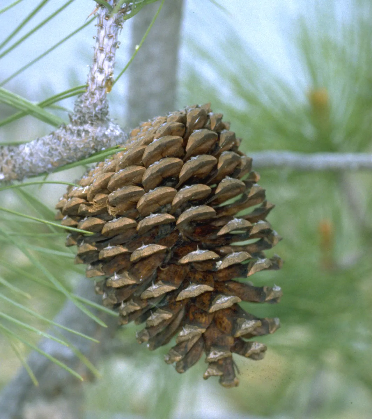 Jeffrey Pine (Pinus Jeffreyii) — especially when the bark is warmed by the sun