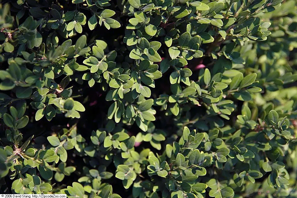 Winter Gem Hardy Boxwood (Buxus sempervirens 'Green Mountain') — It prefers full sun to partial shade with well-drained soil