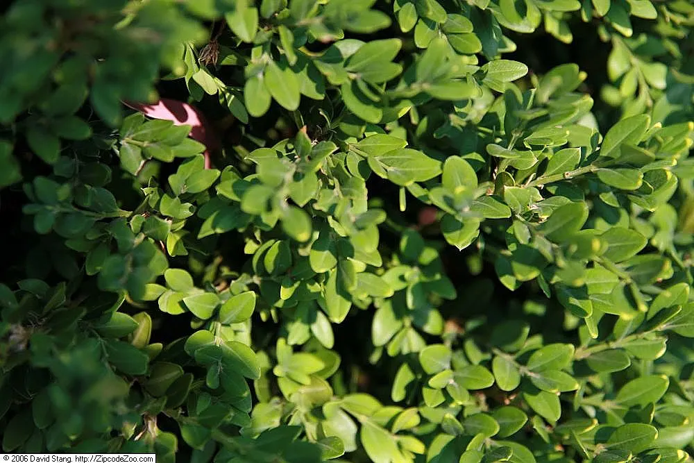 Winter Gem Hardy Boxwood (Buxus sempervirens 'Green Mountain') — Perfect for structured landscapes, it provides year-round interest and is pest-resistant