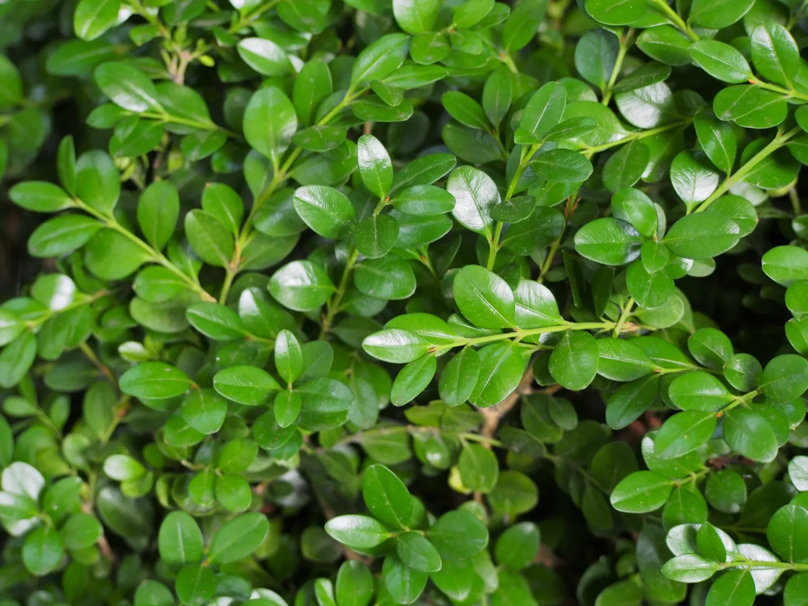 Winter Gem Hardy Boxwood (Buxus sempervirens 'Green Mountain') — ideal for forming clipped hedges and topiaries
