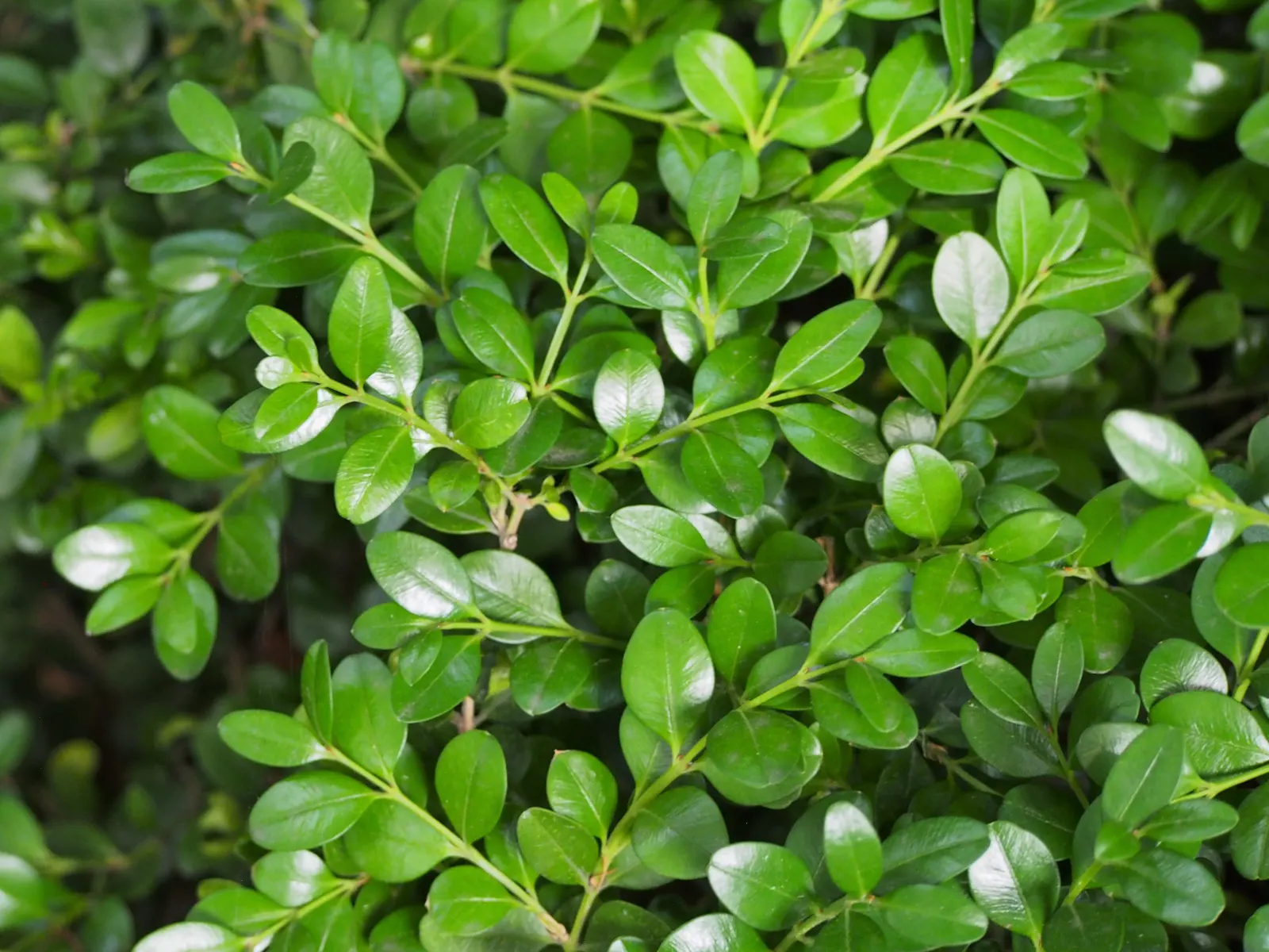 Winter Gem Hardy Boxwood (Buxus sempervirens 'Green Mountain') — scientifically referred to as Buxus 'Green Mountain'