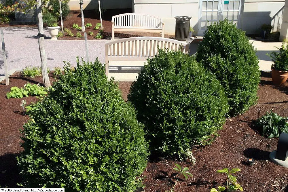 Winter Gem Hardy Boxwood (Buxus sempervirens 'Green Mountain') — Its dense foliage remains rich green throughout the winter, thriving in USDA hardiness zones