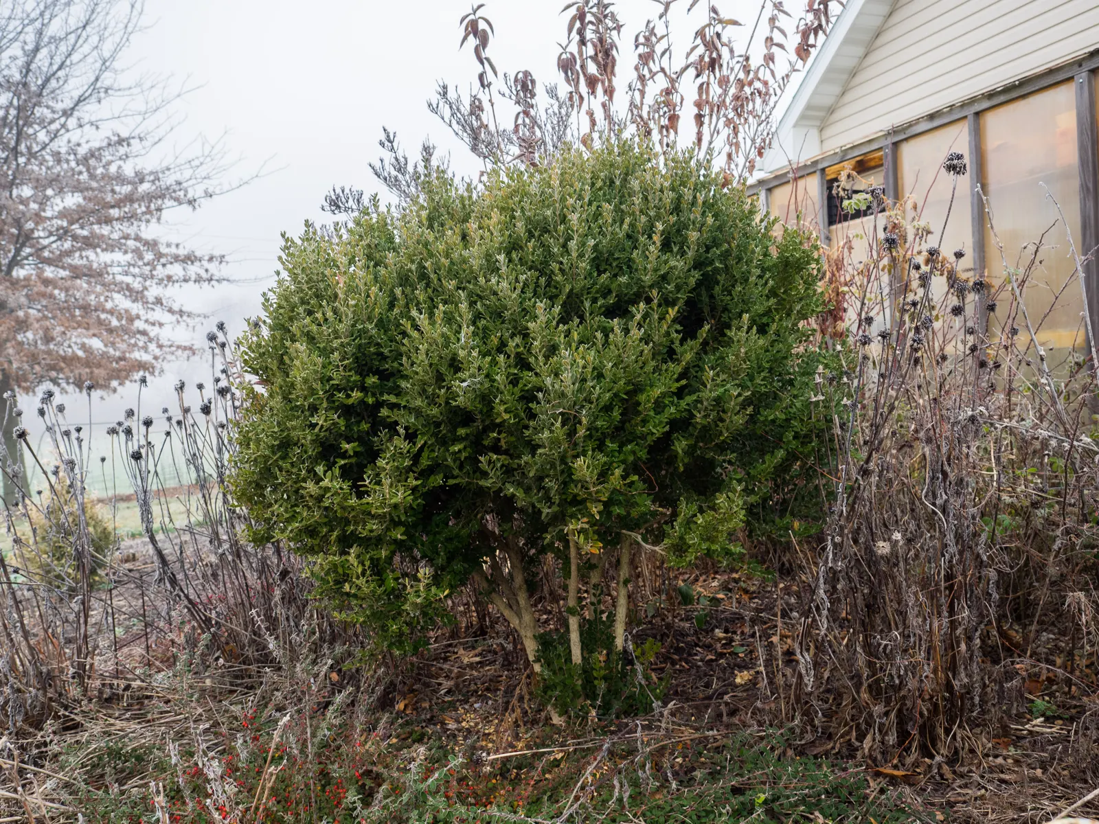 Winter Gem Hardy Boxwood (Buxus sempervirens 'Green Mountain') — This low-maintenance cultivar averages 3-5 feet in height with a similar spread