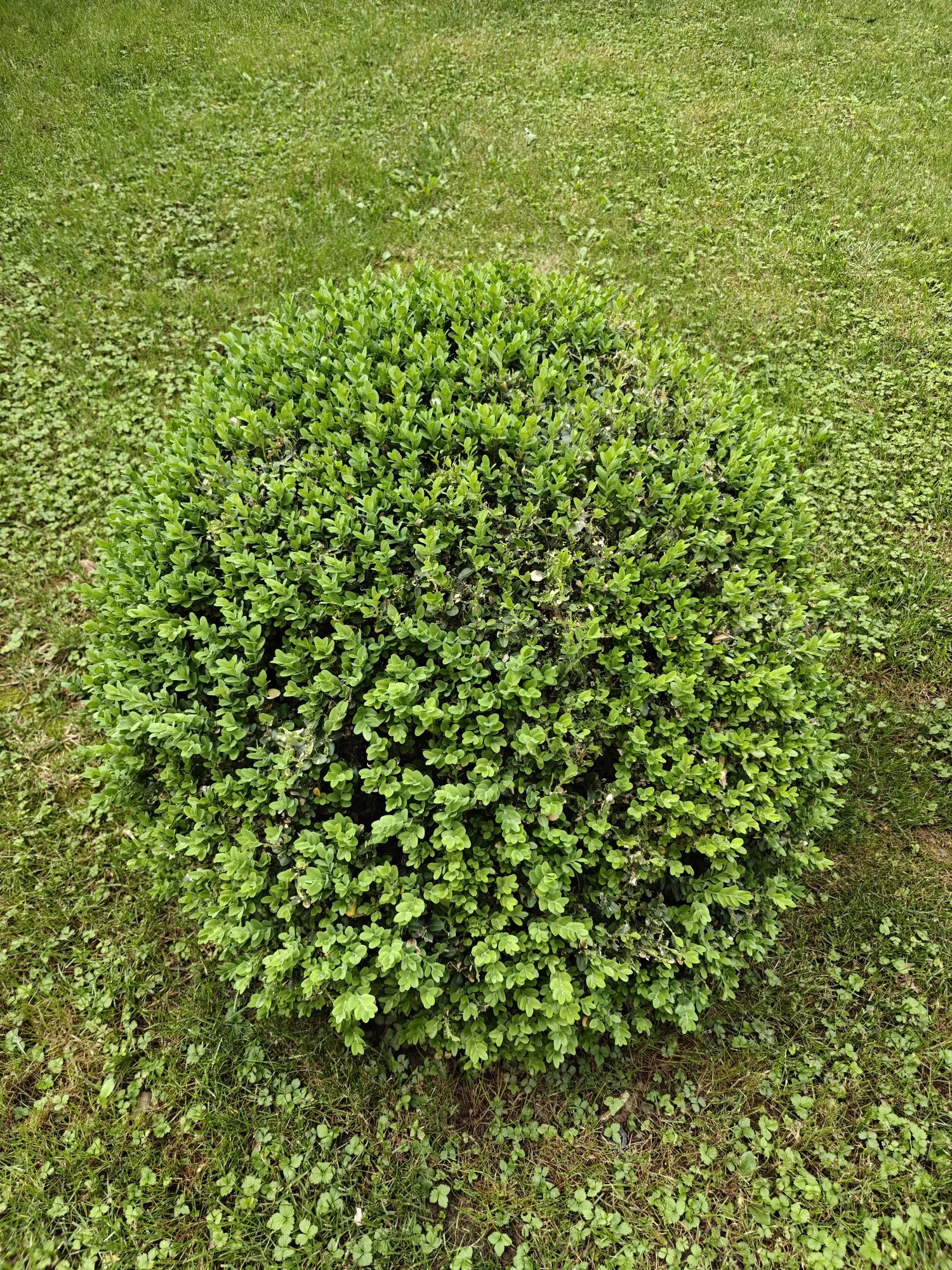 Winter Gem Hardy Boxwood (Buxus sempervirens 'Green Mountain') — This cultivar is a result of a cross between English (Buxus sempervirens) and Korean (Buxus