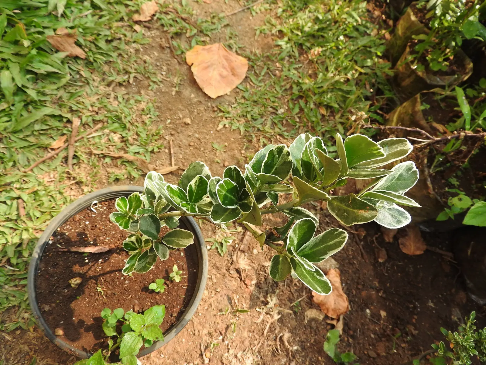 Winter Gem Hardy Boxwood (Buxus sempervirens 'Green Mountain') — reaching a mature height of approximately 3-5 feet with a spread of 2-4 feet