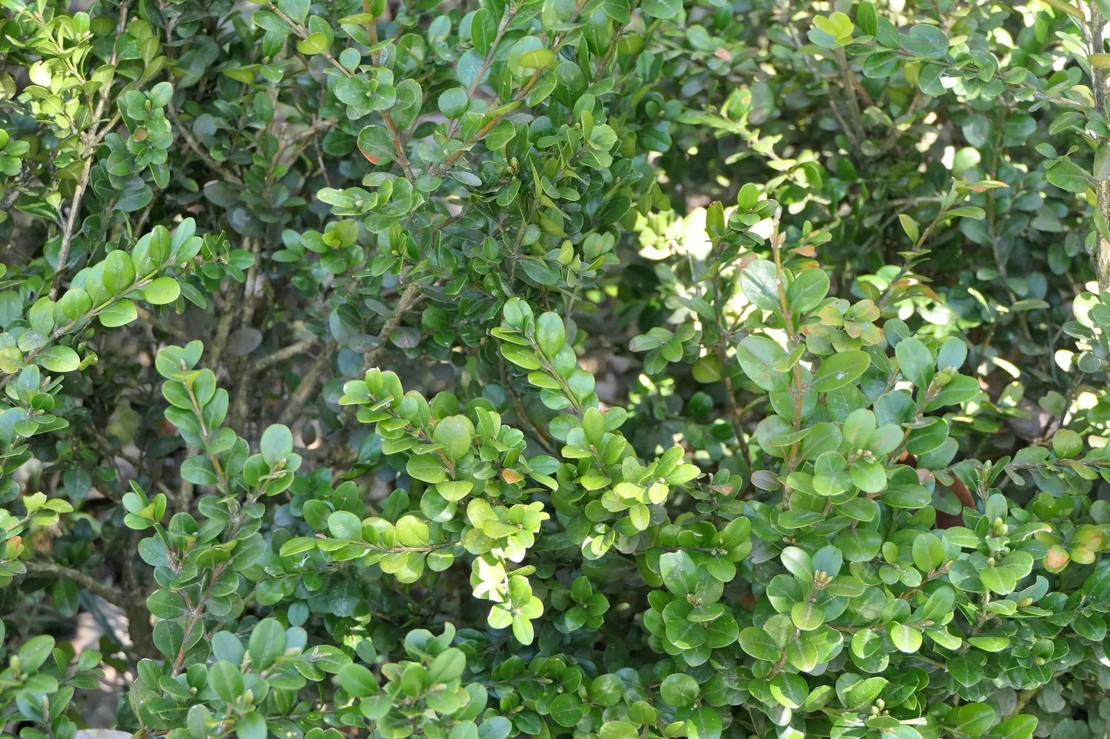 Winter Gem Hardy Boxwood (Buxus sempervirens 'Green Mountain') — it only requires pruning if a more formal shape is desired