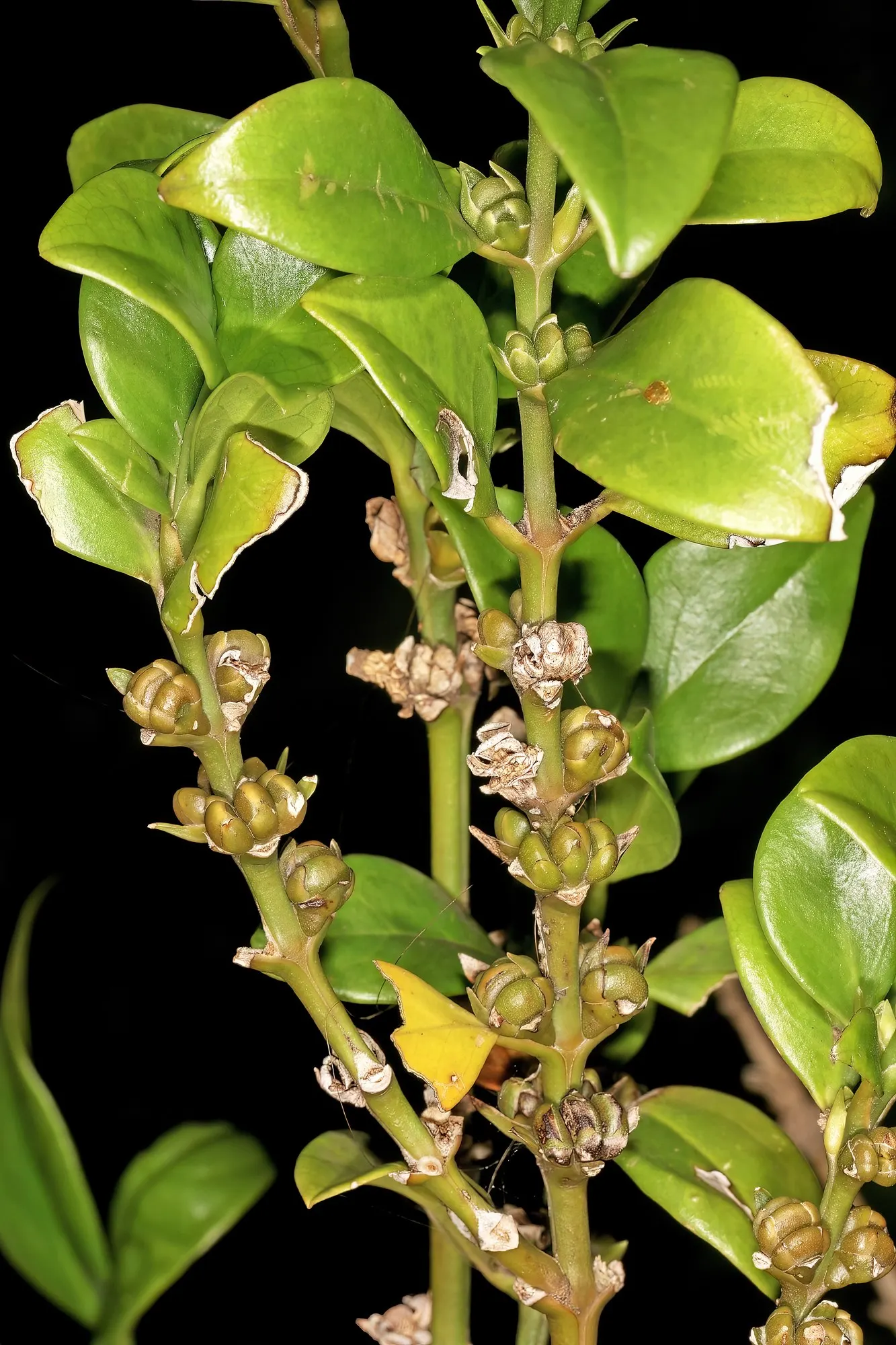 Winter Gem Hardy Boxwood (Buxus sempervirens 'Green Mountain') — is an exceptionally versatile and hardy shrub that offers year-round foliage interest; this