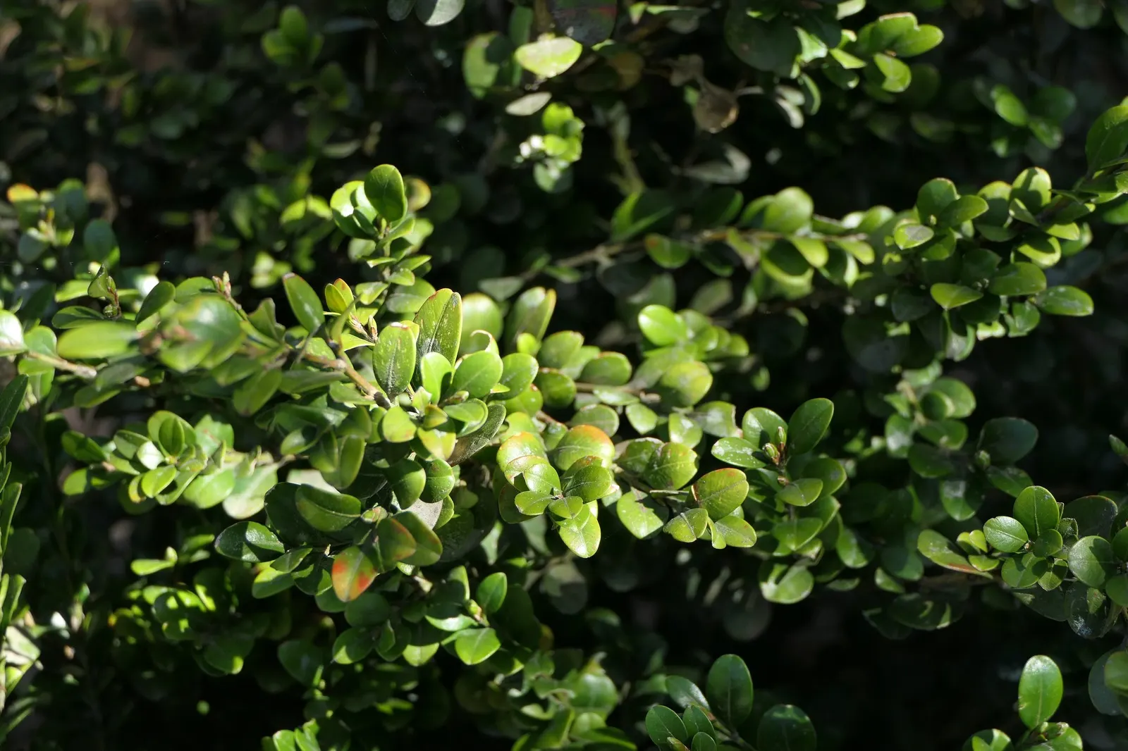 Winter Gem Hardy Boxwood (Buxus sempervirens 'Green Mountain') — consider its benefits as a year-round focal point