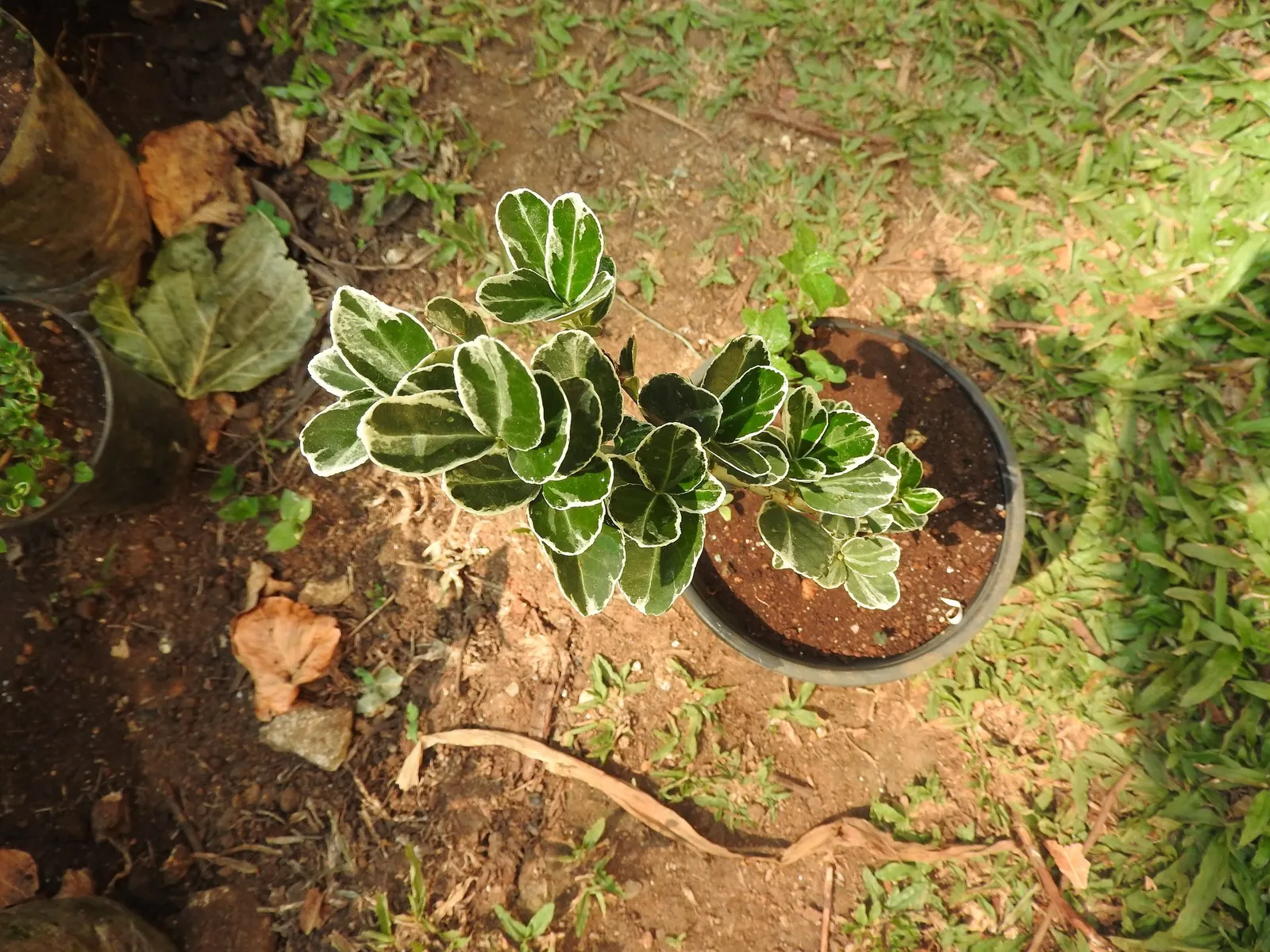 Winter Gem Hardy Boxwood (Buxus sempervirens 'Green Mountain') — is an exceptionally versatile and hardy shrub that offers year-round foliage interest