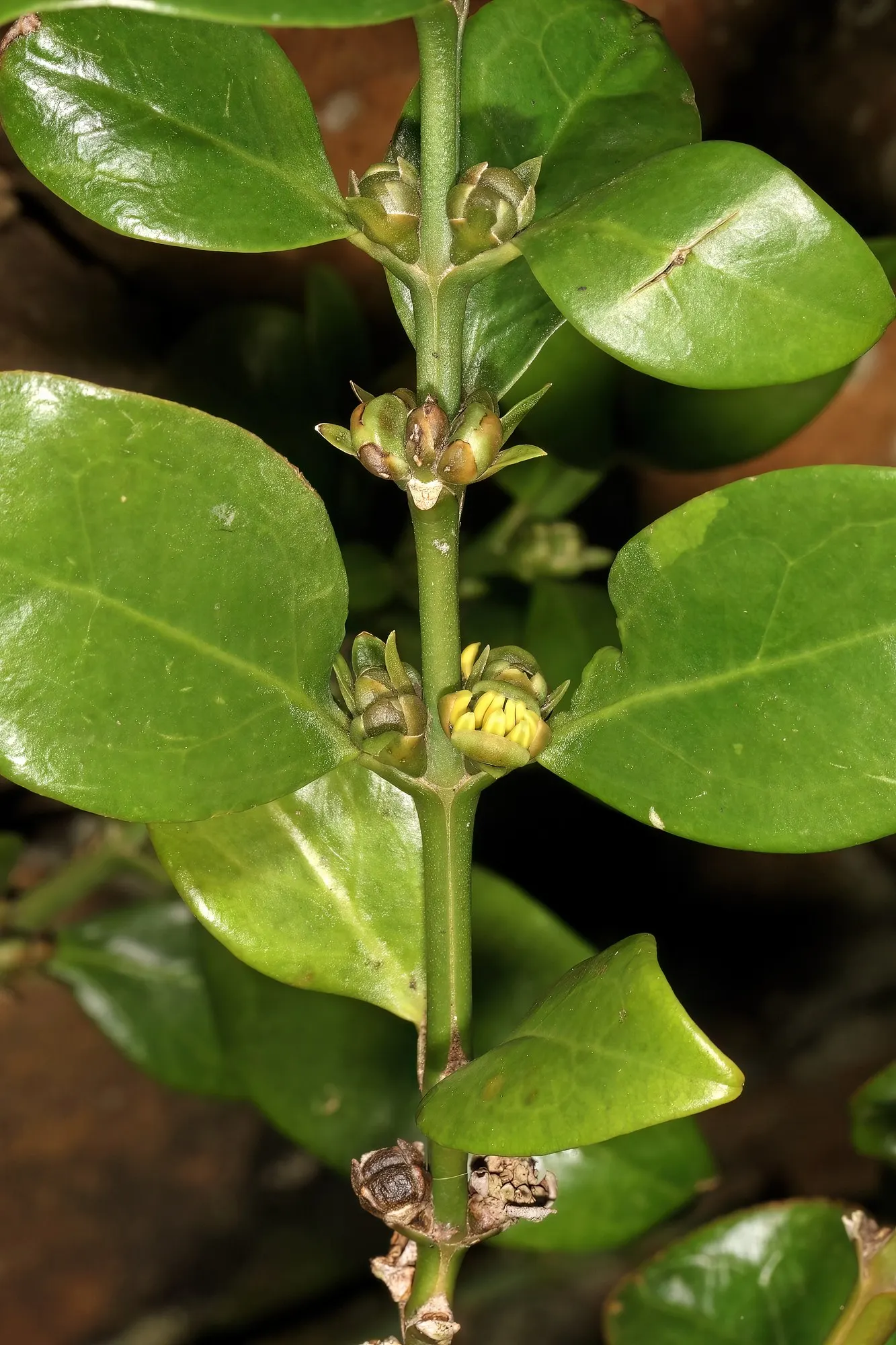 Winter Gem Hardy Boxwood (Buxus sempervirens 'Green Mountain') — Perfect for structured landscapes, it provides year-round interest and is, image 24