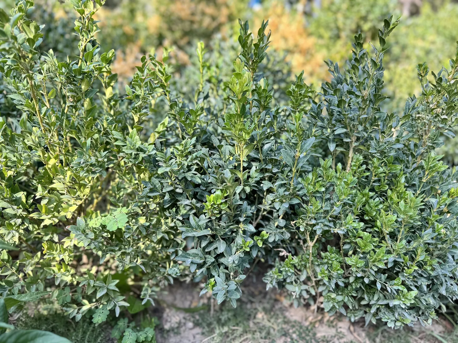 Winter Gem Hardy Boxwood (Buxus sempervirens 'Green Mountain') — This low-maintenance cultivar averages 3-5 feet in height with a similar spread; or as an