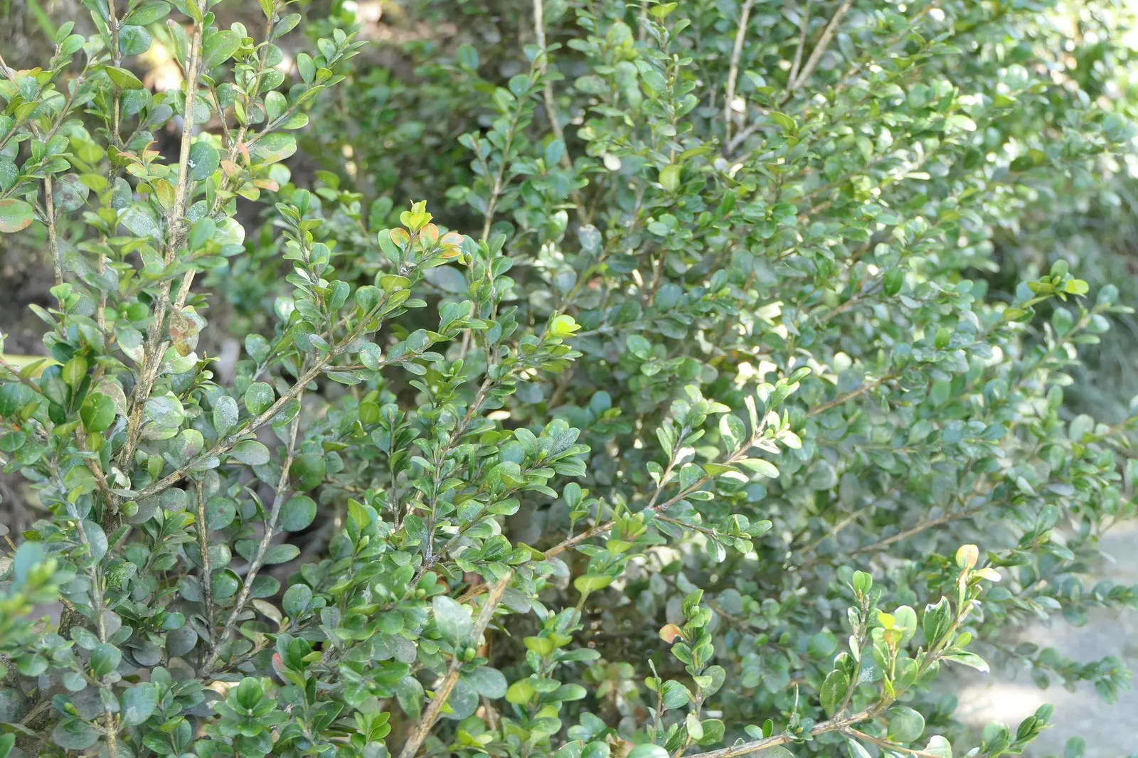 Winter Gem Hardy Boxwood (Buxus sempervirens 'Green Mountain') — ideal for forming clipped hedges and topiaries; it prefers full sun to partial shade with