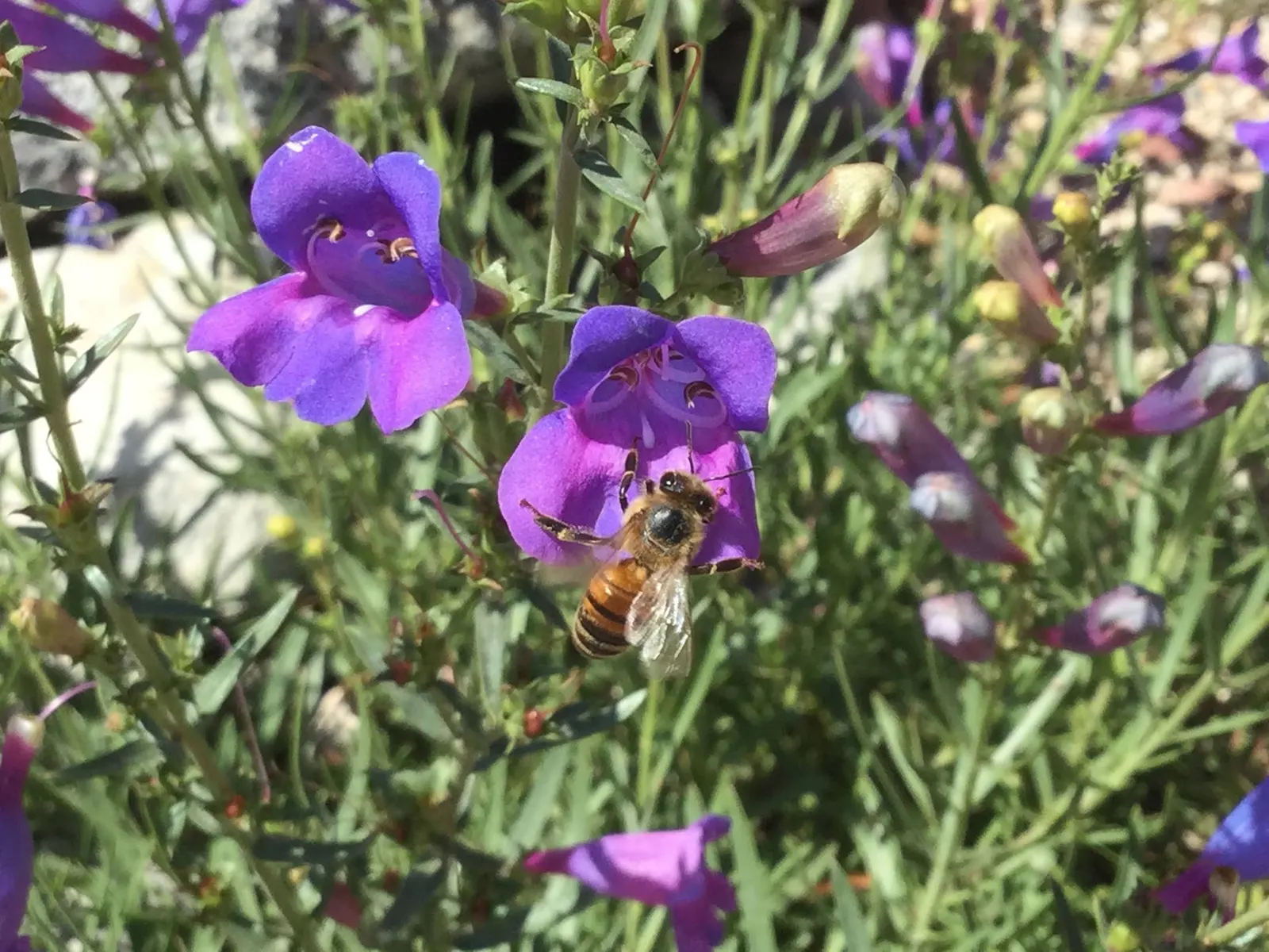 Foothill Penstemon (Penstemon Heterophyllus) — the Foothill Penstemon is a perfect fit for mixed borders or as an accent plant in rockeries