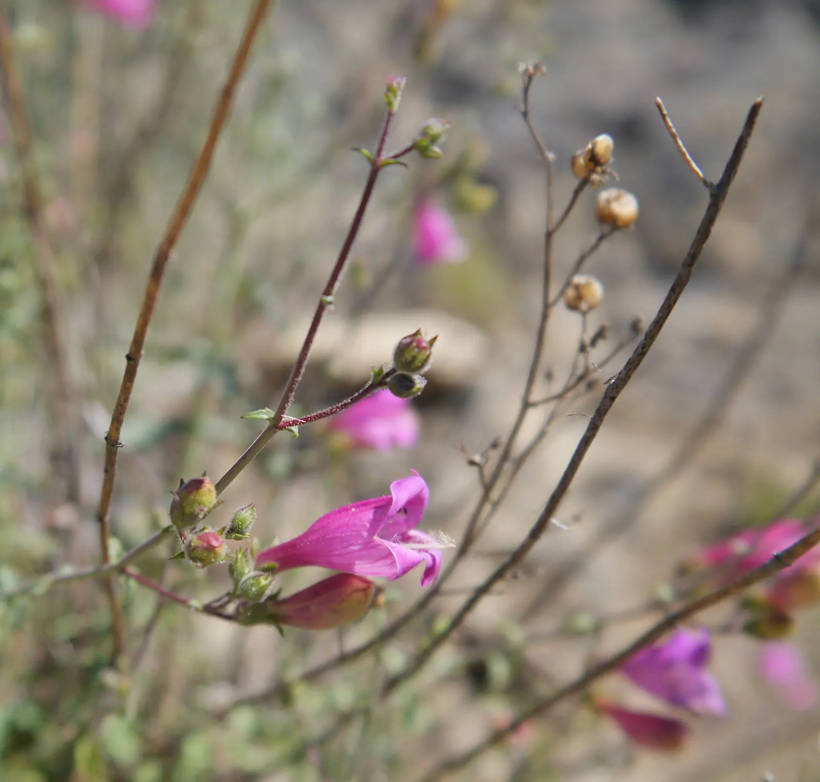 Foothill Penstemon (Penstemon Heterophyllus) — from late spring into early summer