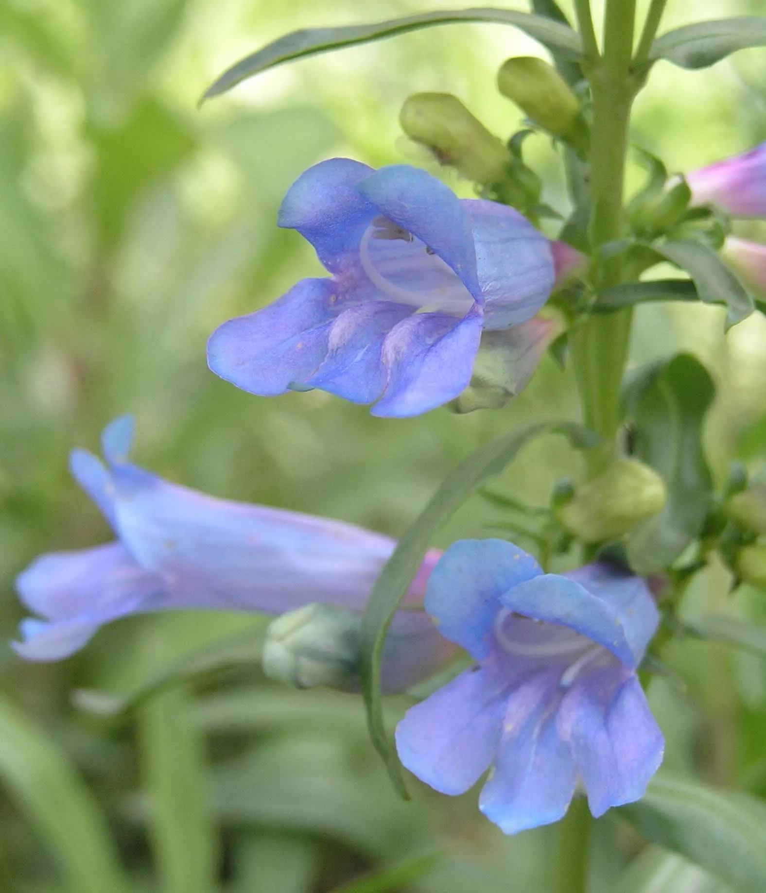 Foothill Penstemon (Penstemon Heterophyllus) — often with a glimmer of pink